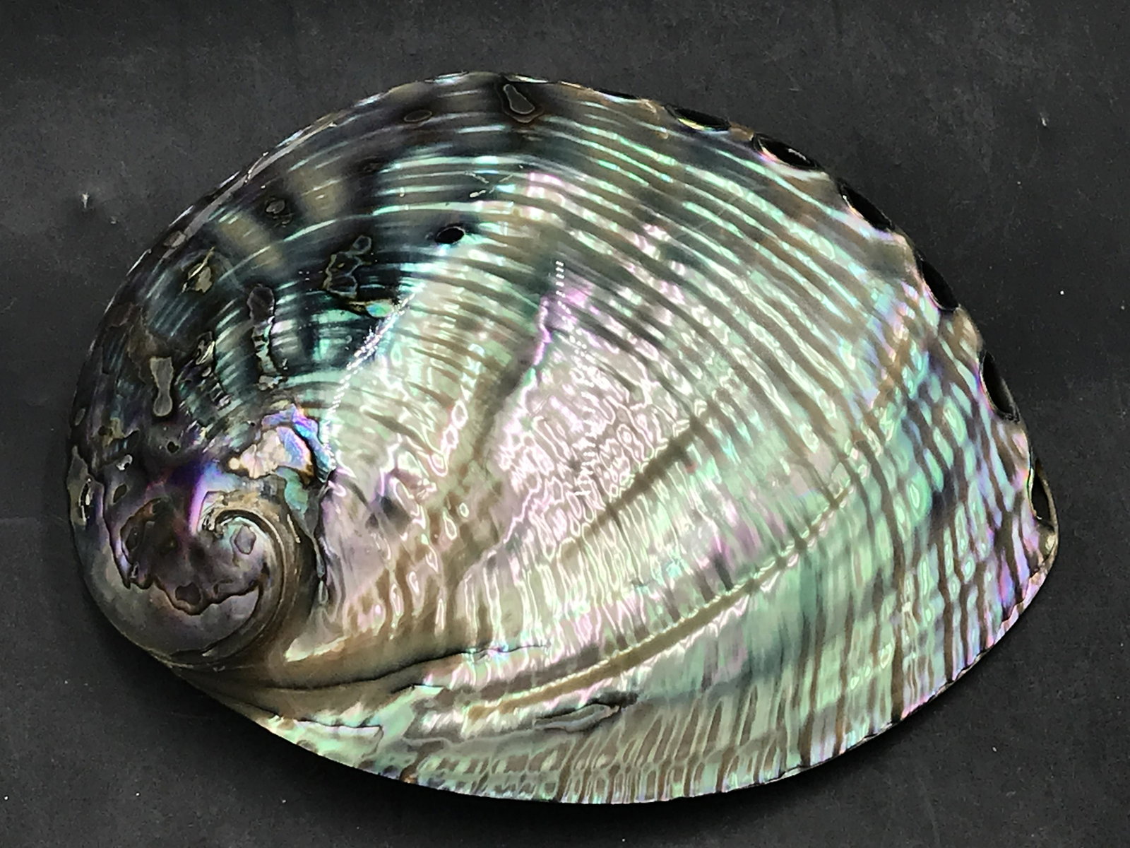 Seashell, Ocean, Beach, Natural, Decor, Collectible, Specimen: Abalone Shell (Polished)
