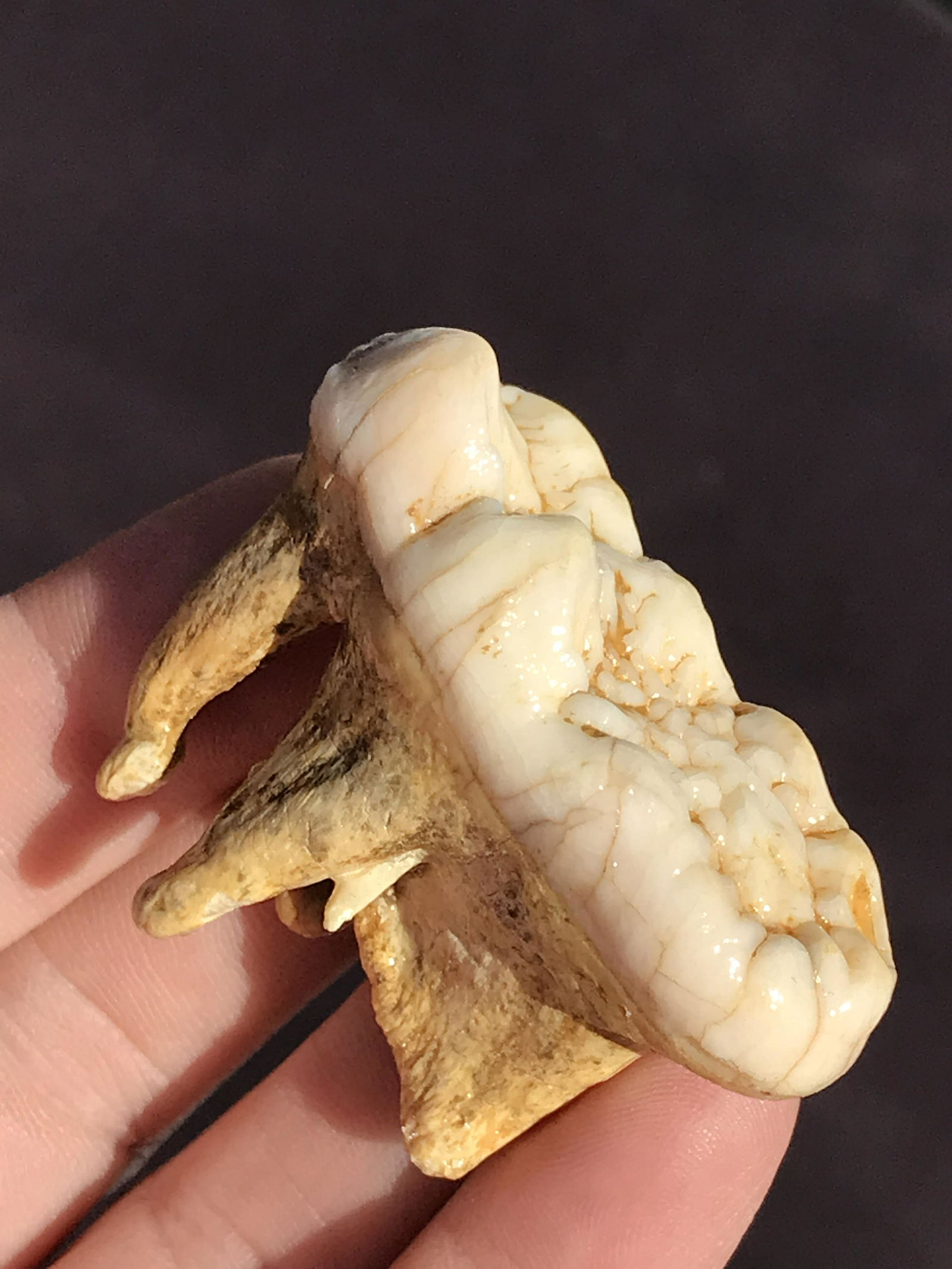 Fossil Tooth Cave Bear 1.8": Fossil Tooth Cave Bear 1.8"