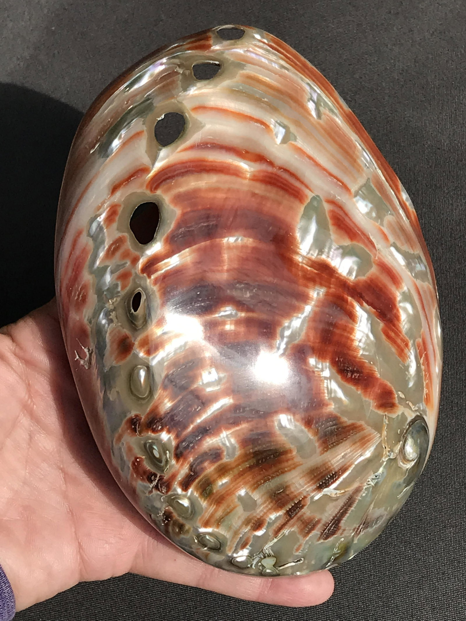 Abalone Shell (Polished) (1 of 4)