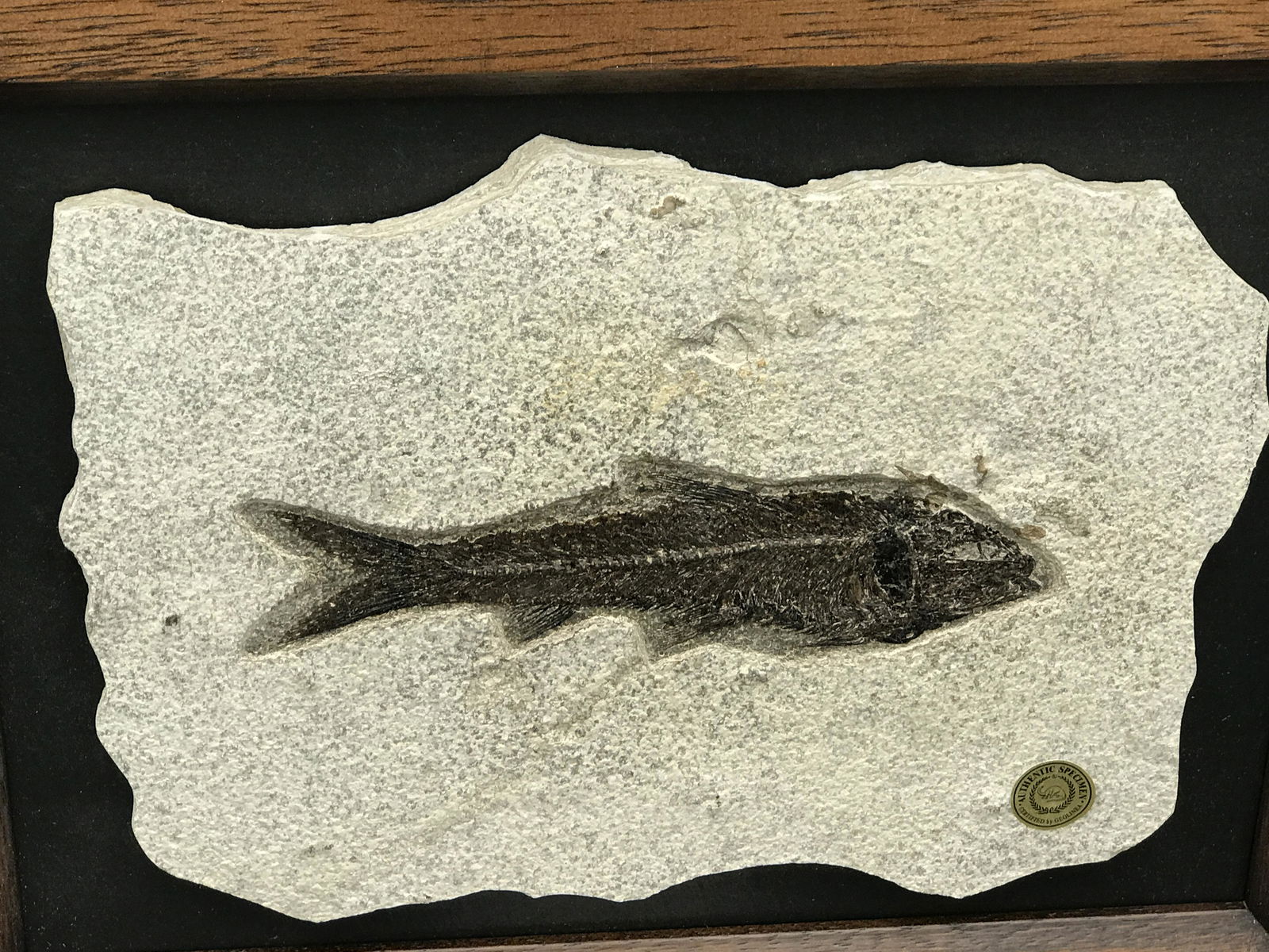 Framed Fossil Fish (1 of 3)