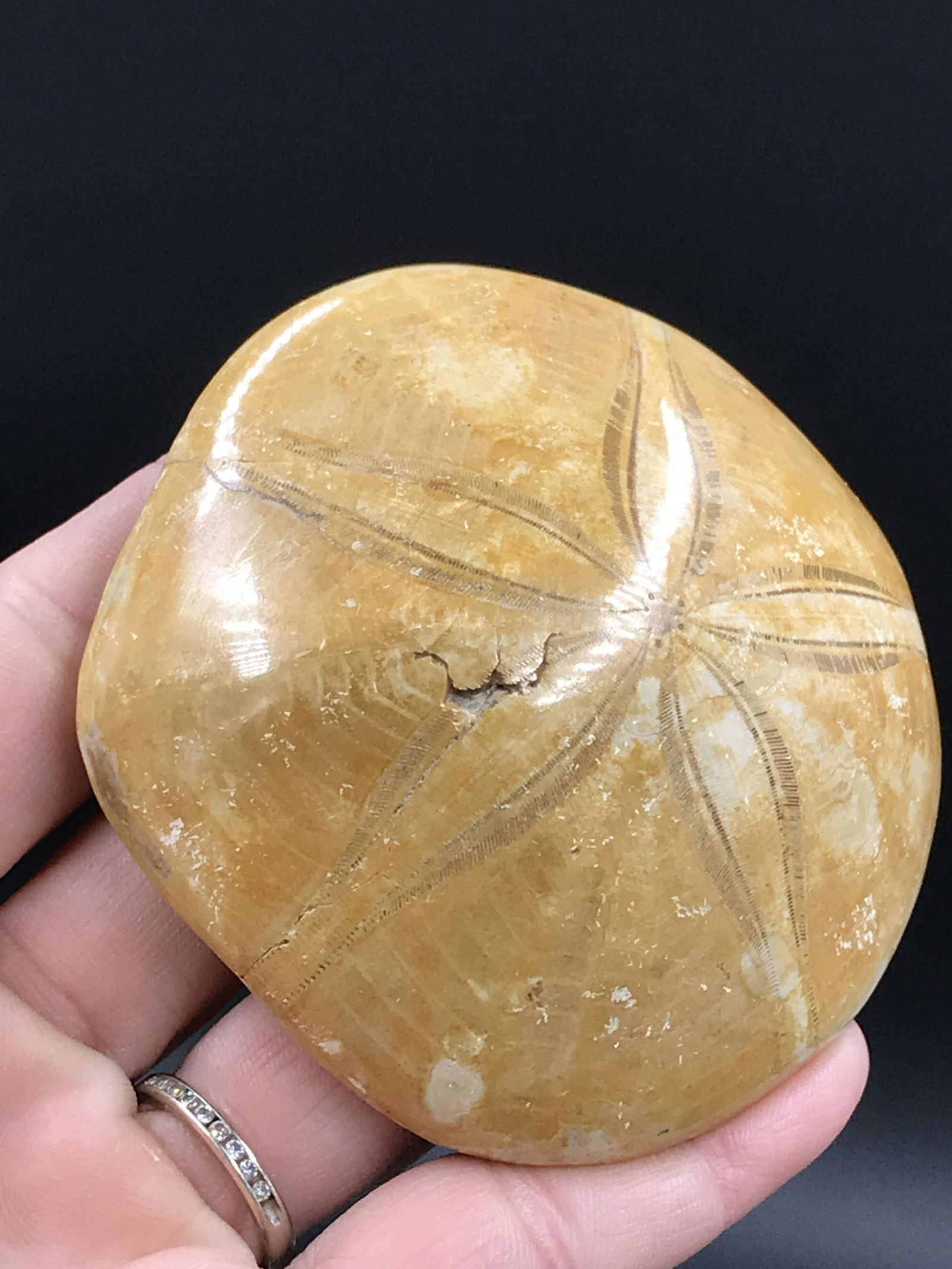 Fossil Sanddollar (1 of 3)