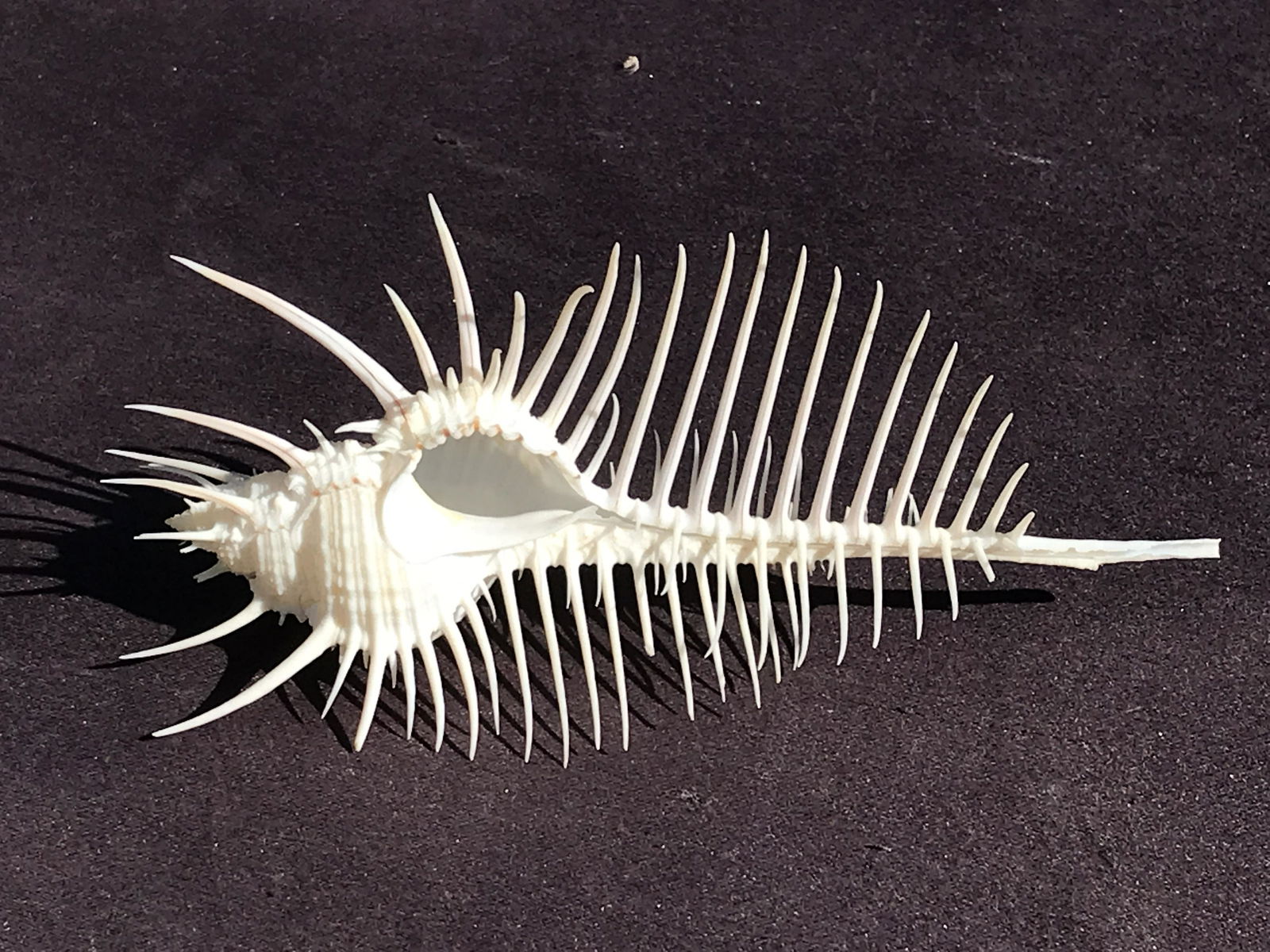 Murex Pectin seashell (1 of 4)