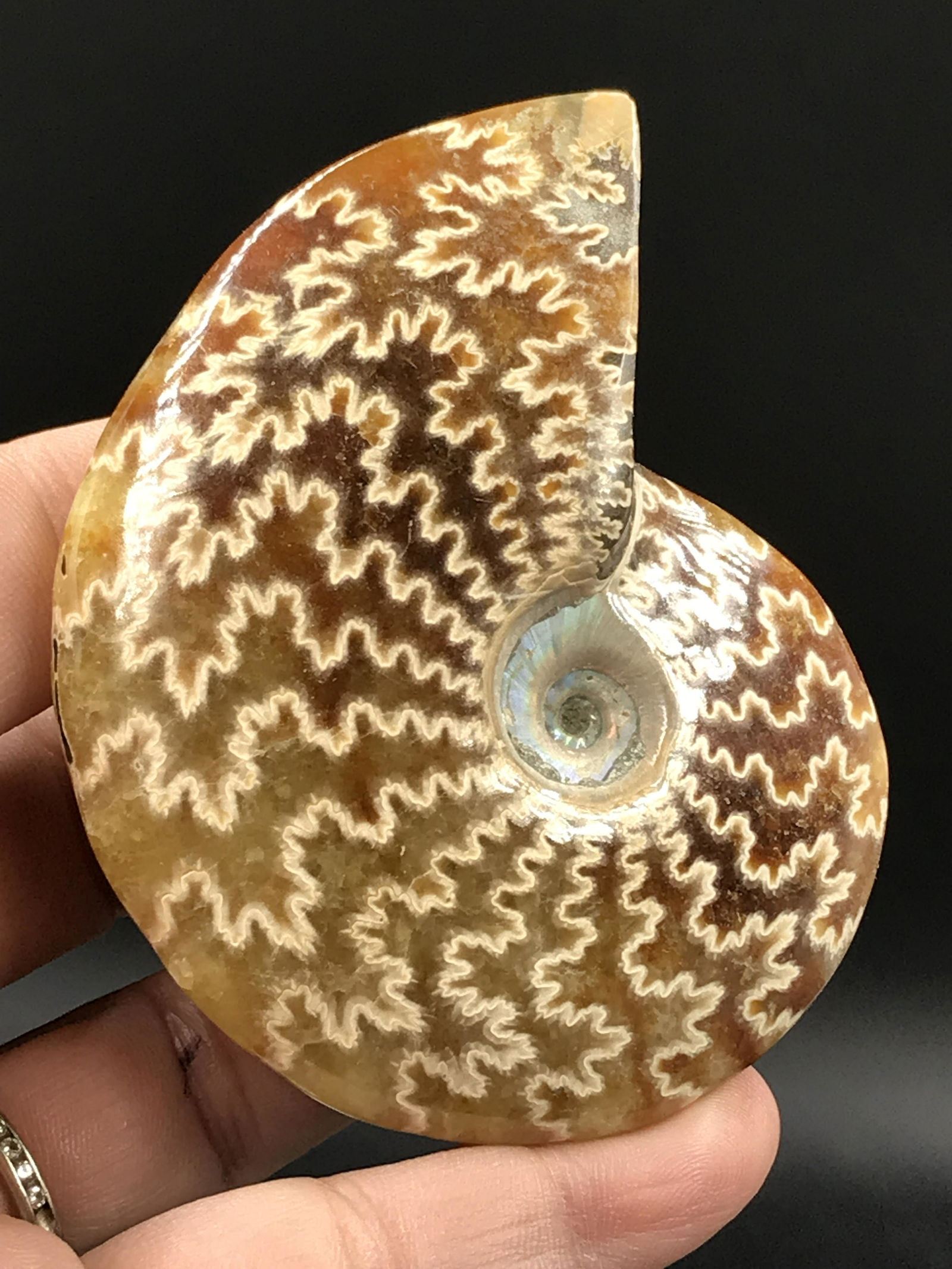 Fossil Ammonite: Fossil Ammonite (Polished) Madagascar