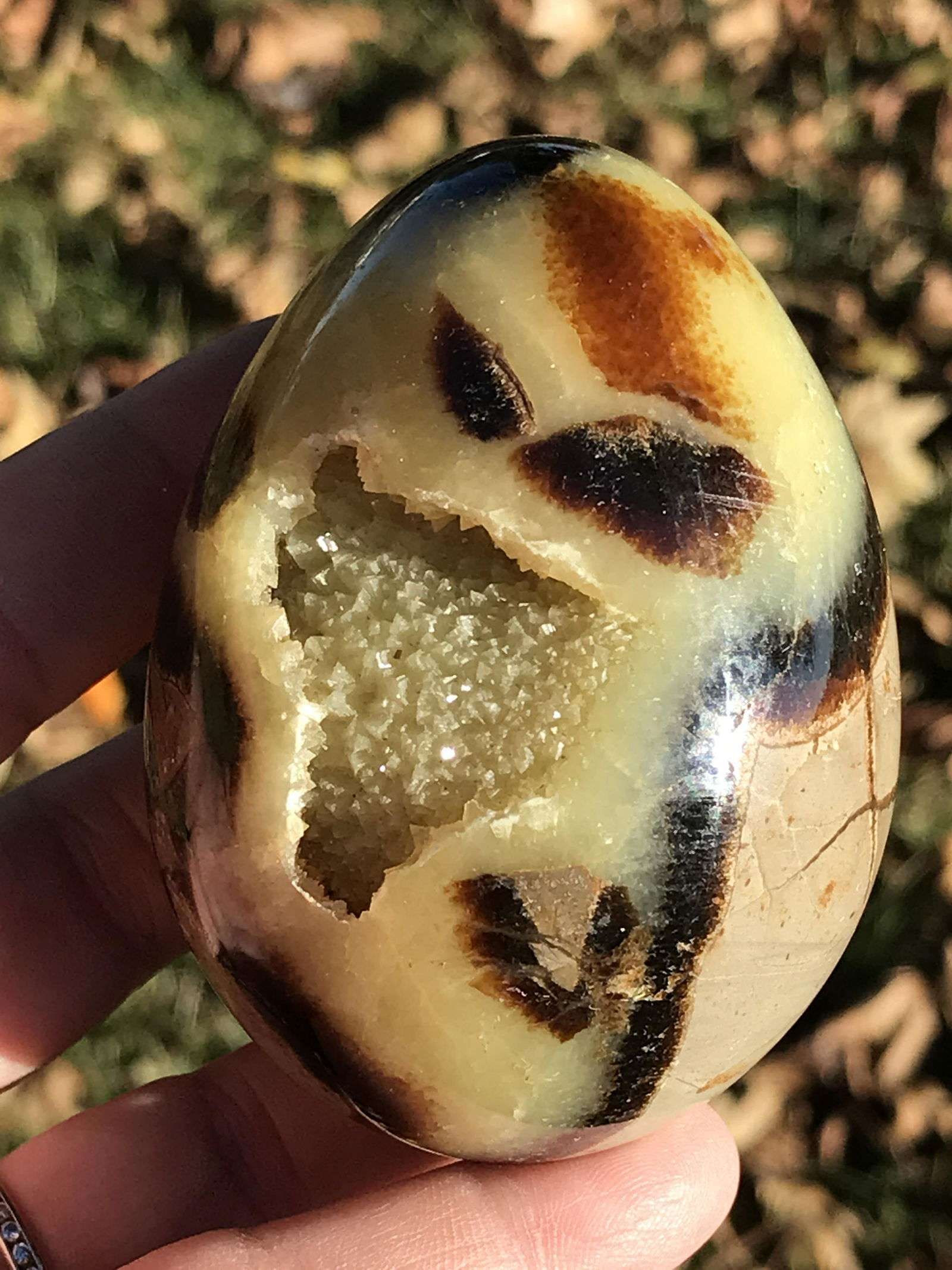 Septarian Egg (1 of 5)