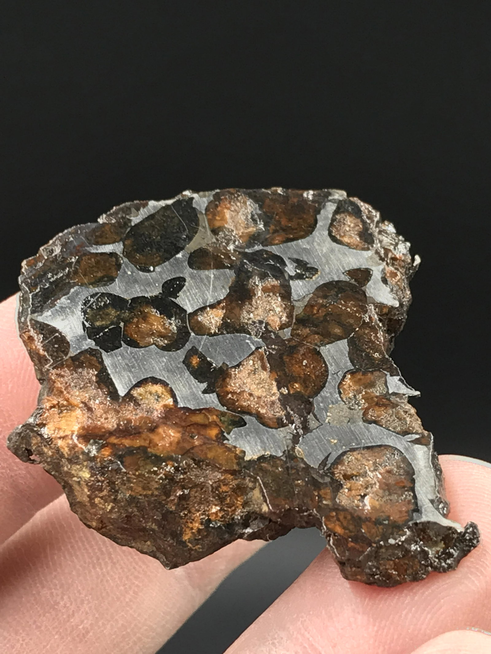Meteorite Slice: Sericho (1 of 4)