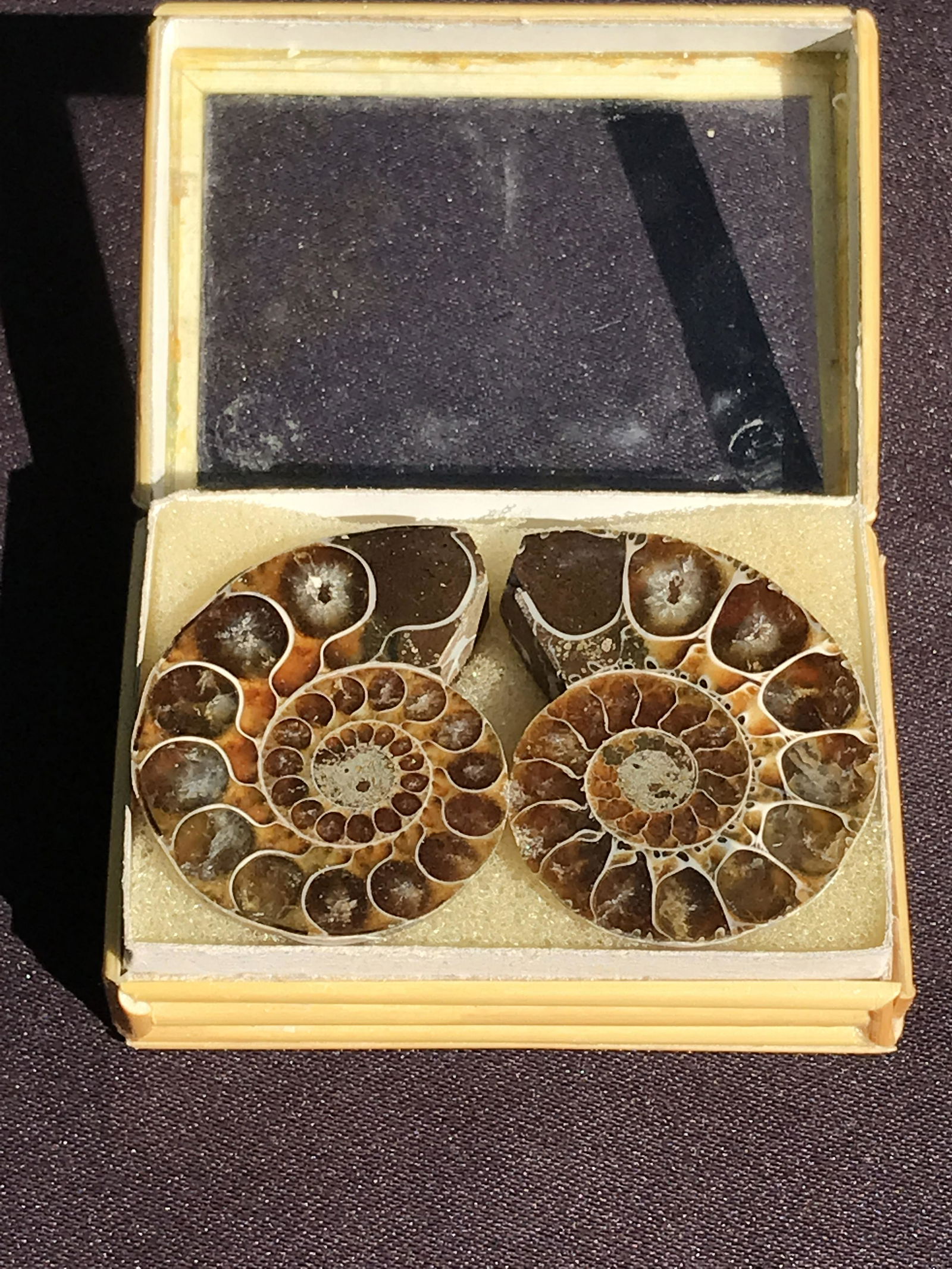 Fossil Ammonite (1 of 4)