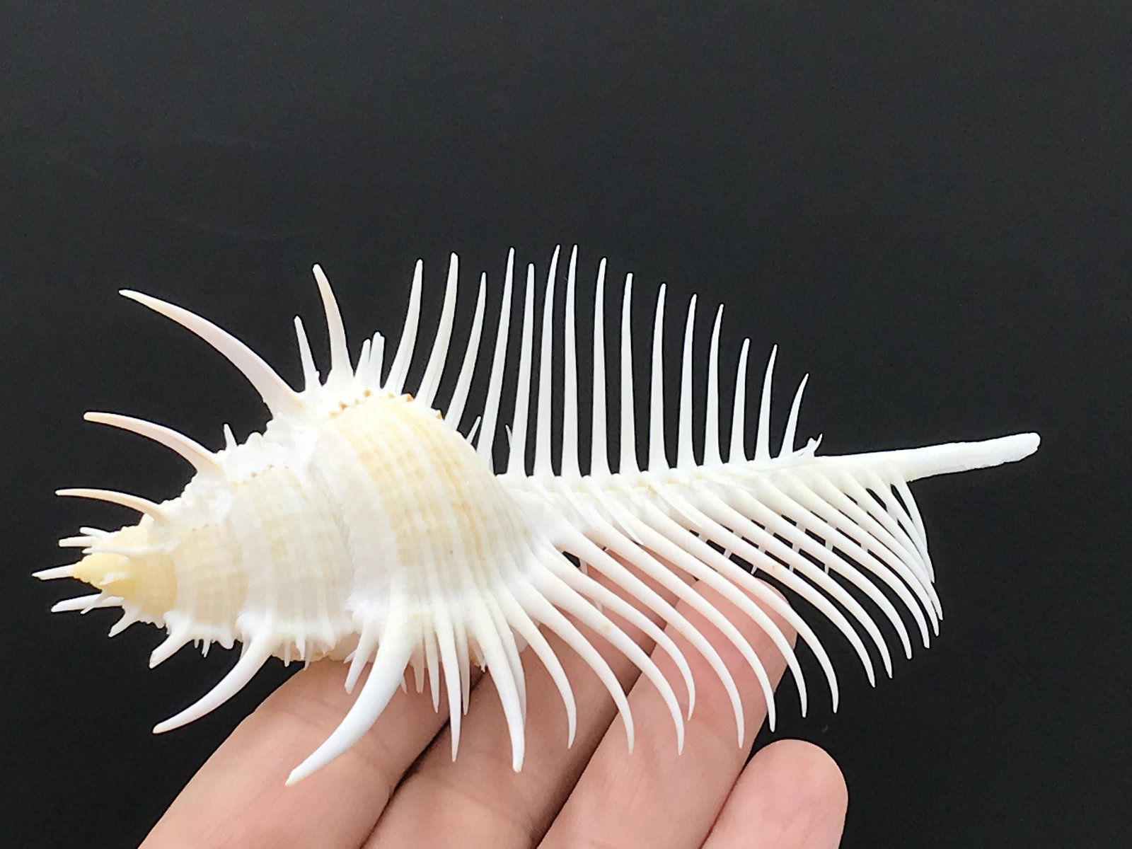 Murex Pectin Shell (1 of 5)