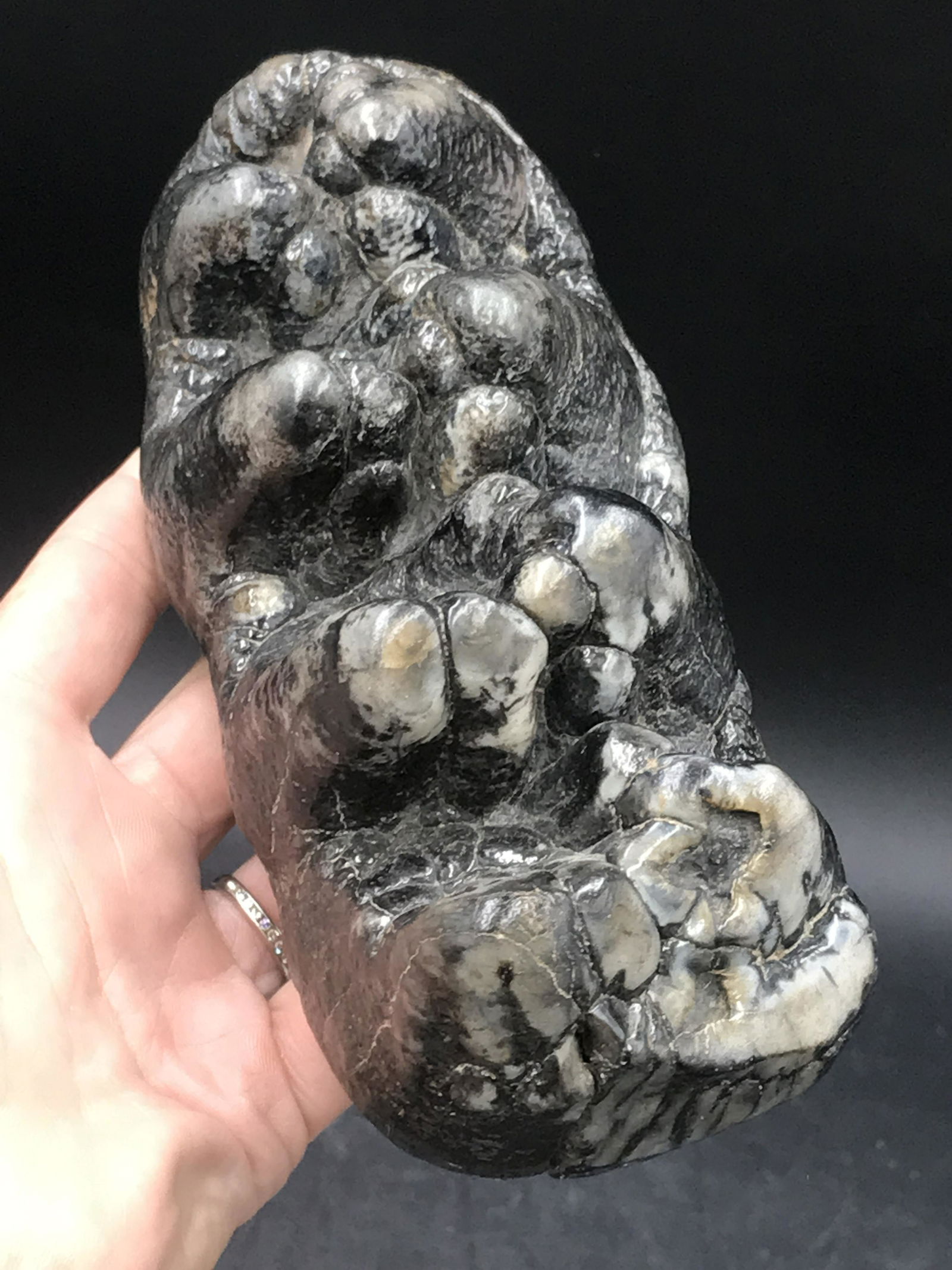 Fossil Mastodon Tooth: Mastodon Fossil Tooth South Carolina 2lb 5oz