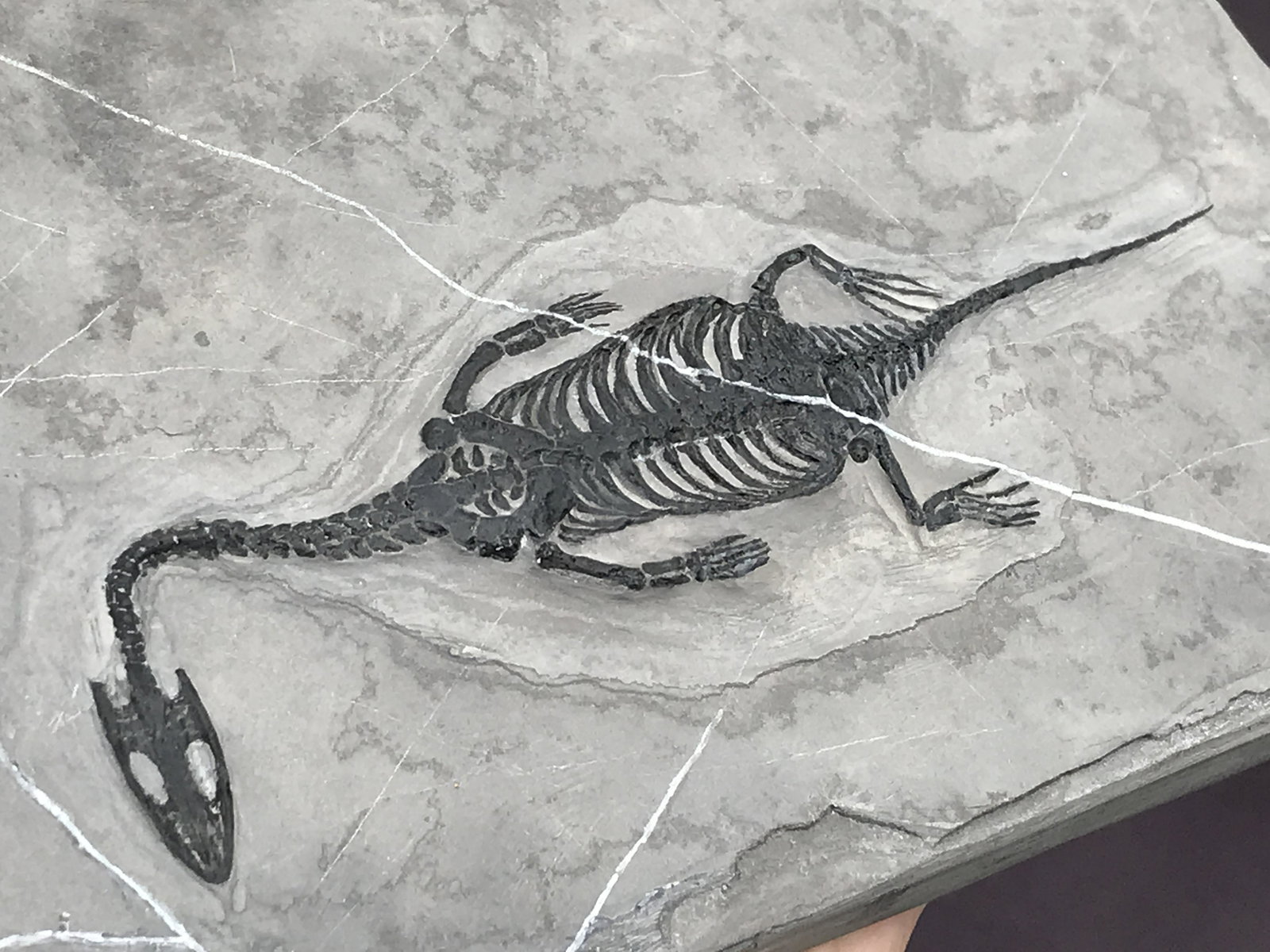 Fossil Kiechosaurus: Fossil Swimming Dinosaur Kiechosaurus Triassic 247 M.Y.O. 9x6"