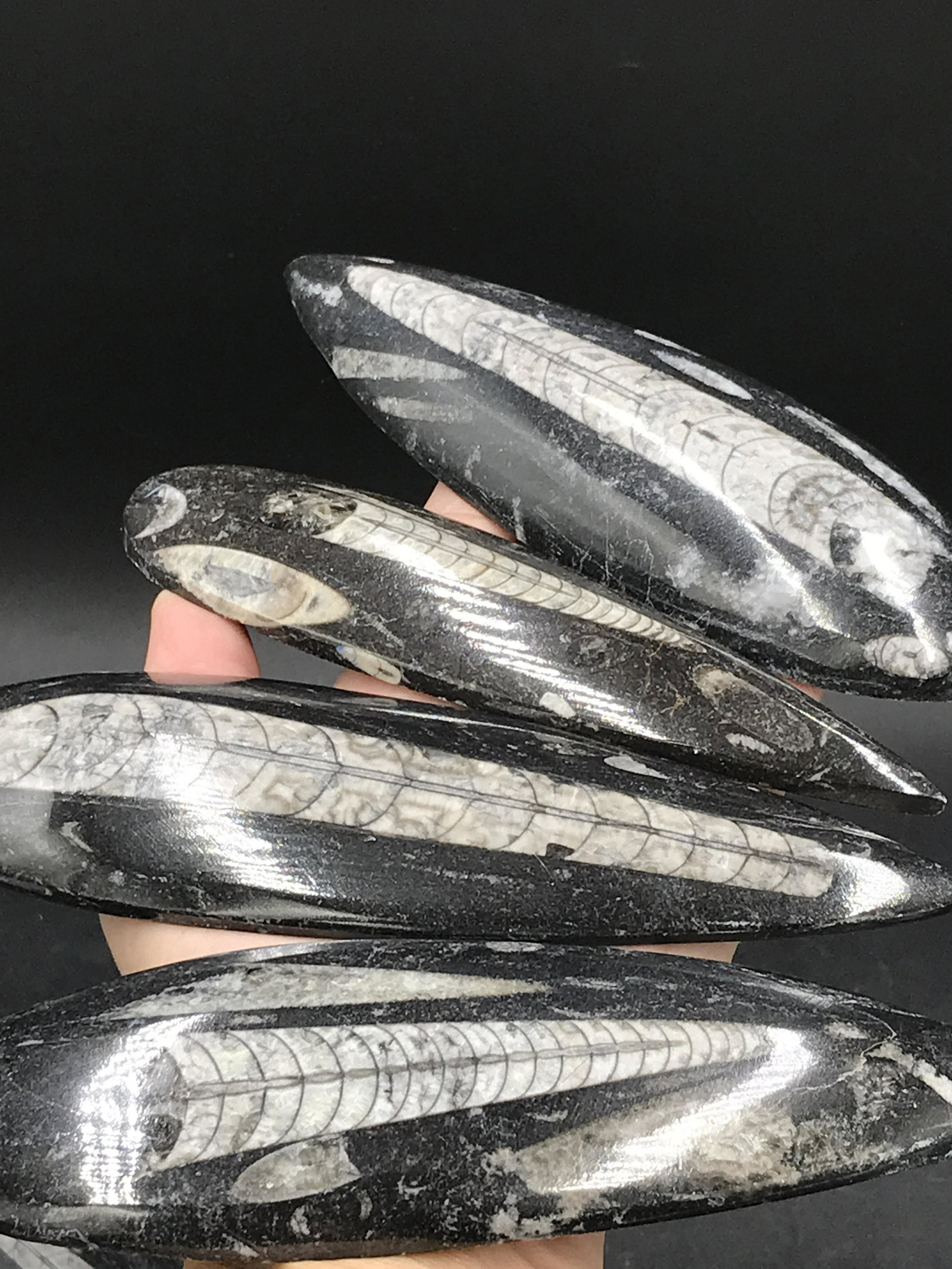 Orhoceras in Marble Paperweight (1 of 4)