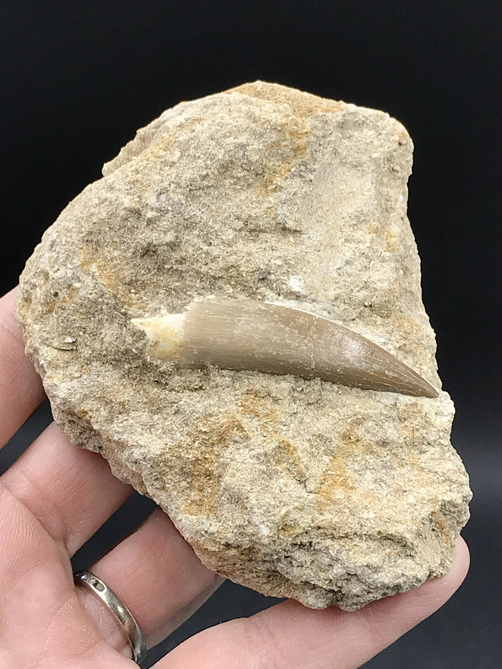 Pliesiosaur Tooth in Matrix: Fossil Pliesiosaur in Natural Matrix Cretaceous 100 M.Y.O. Morocco