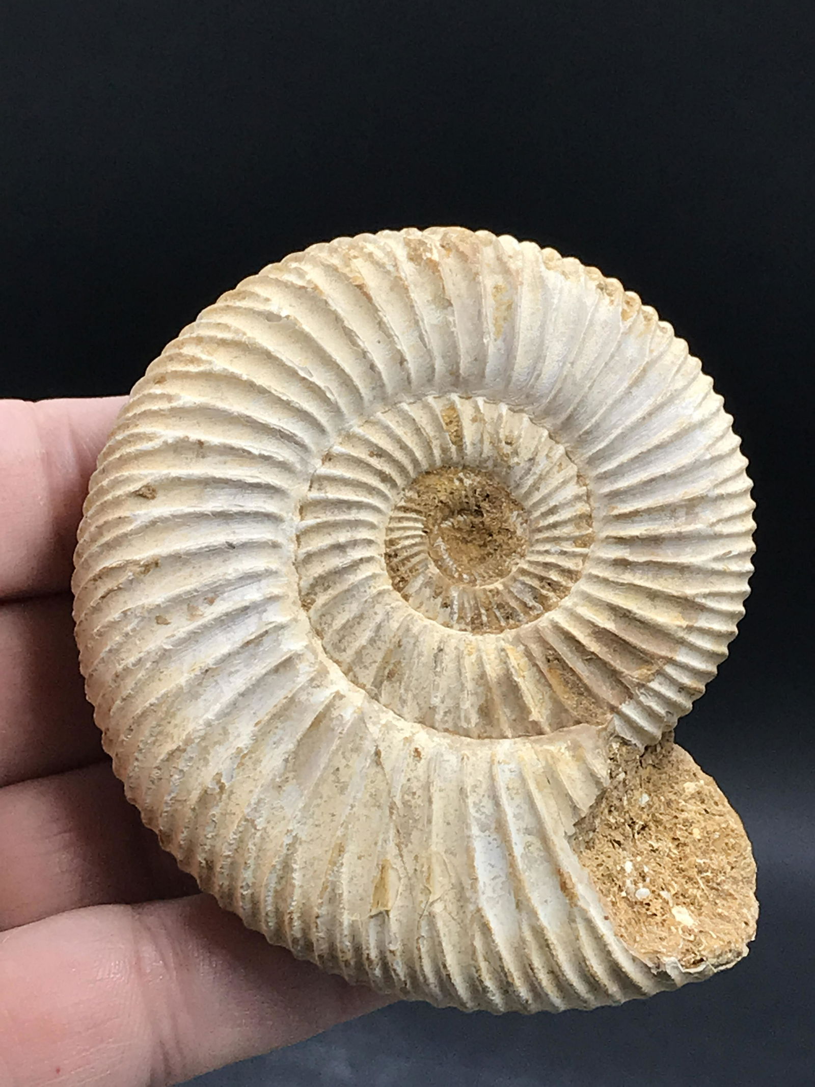 Ammonite: Fossil Ammonite Madagascar