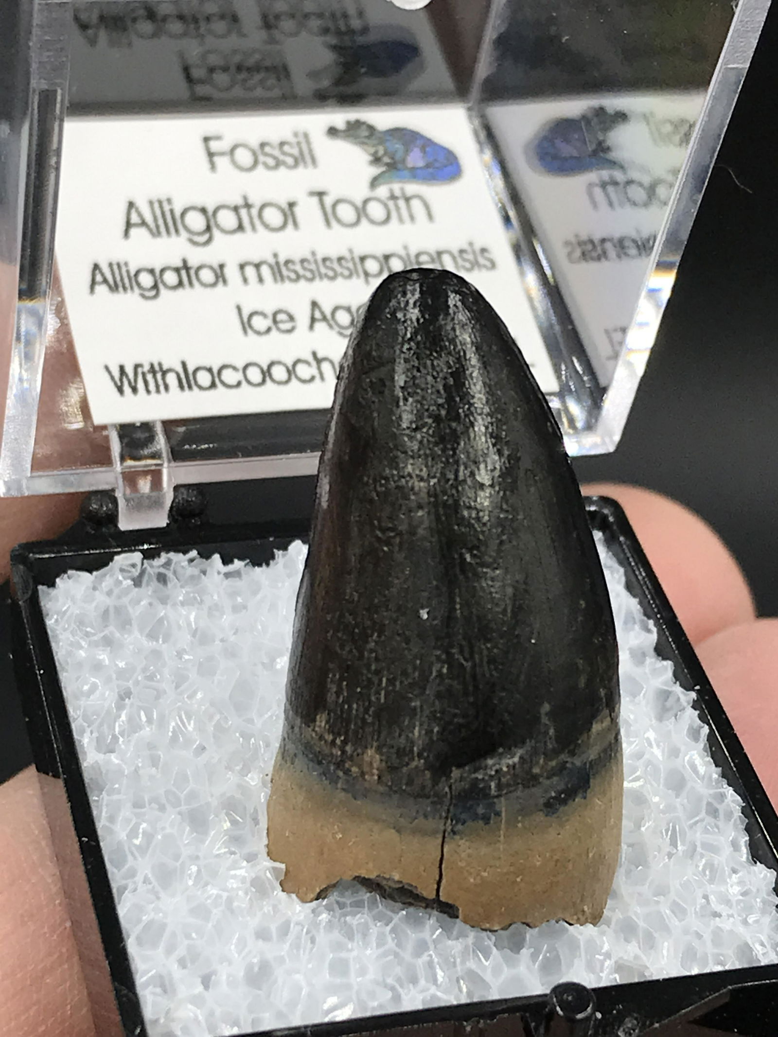 Fossil Alligator Tooth: Fossil Alligator Tooth Florida Ice Age