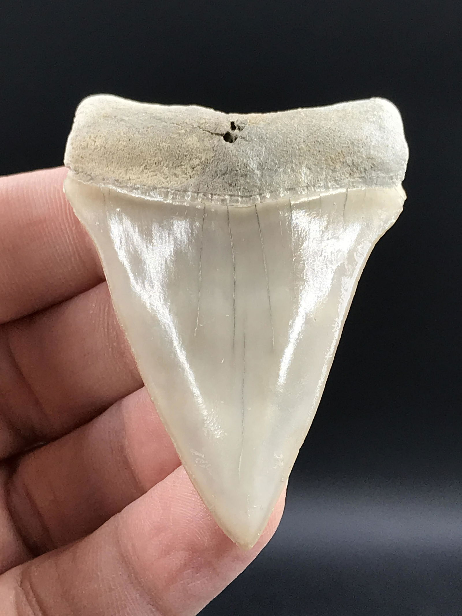 Fossil Shark Tooth: Mako (Isurus hastalis): Fossil Mako Shark Tooth Isurus Hastalis Bone Valley Florida 2.3"