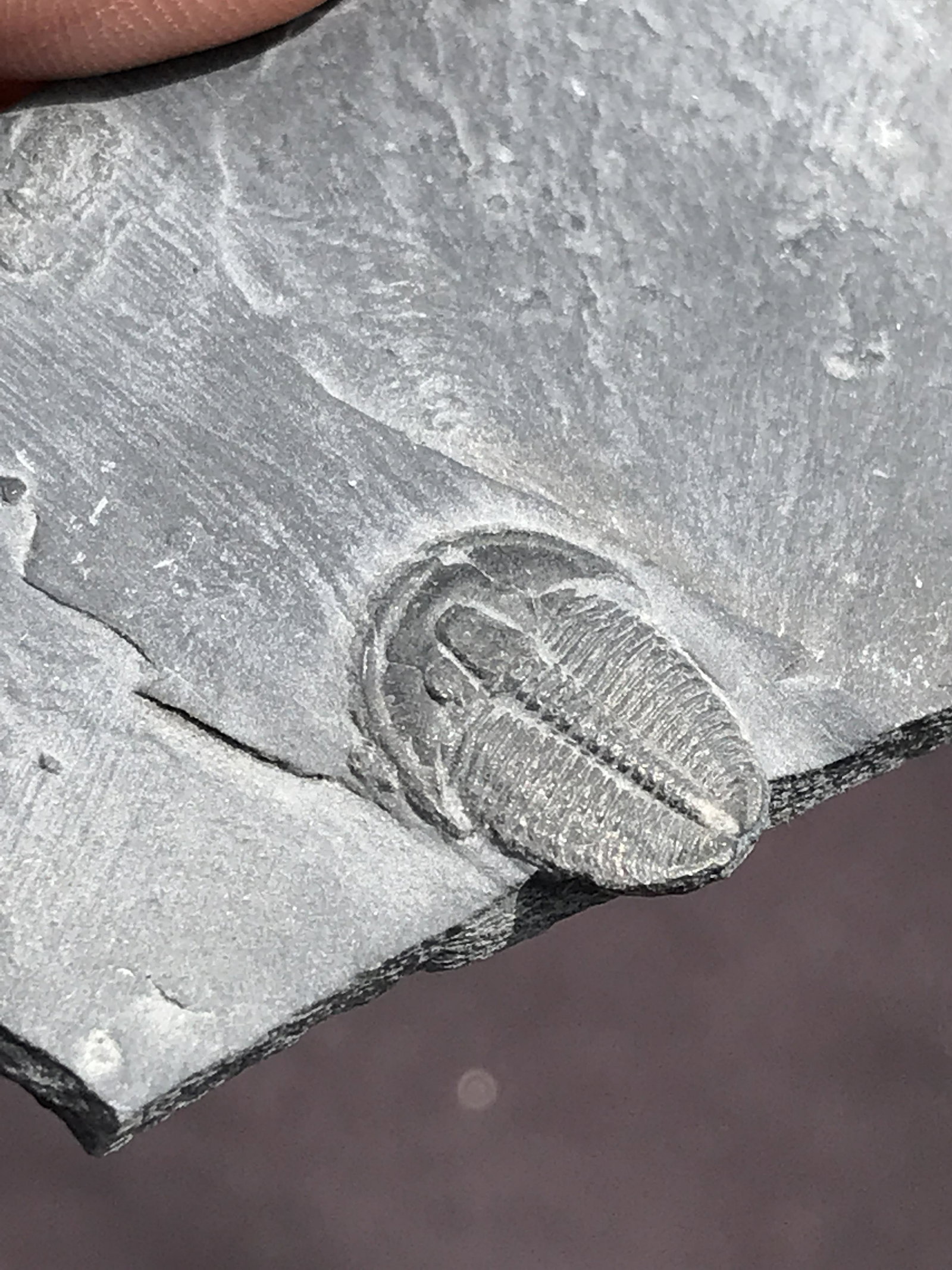 Fossil Trilobite: Elrathia Kinghii: Fossil Trilobite Elrathia kinghii Utah