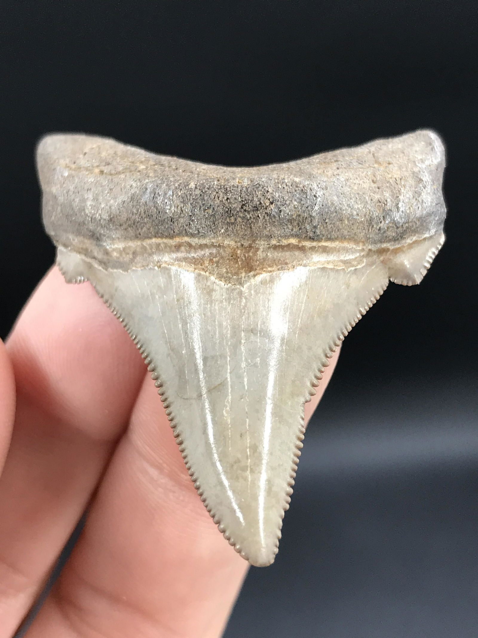Fossil Shark Tooth: Angustidens (1 of 2)