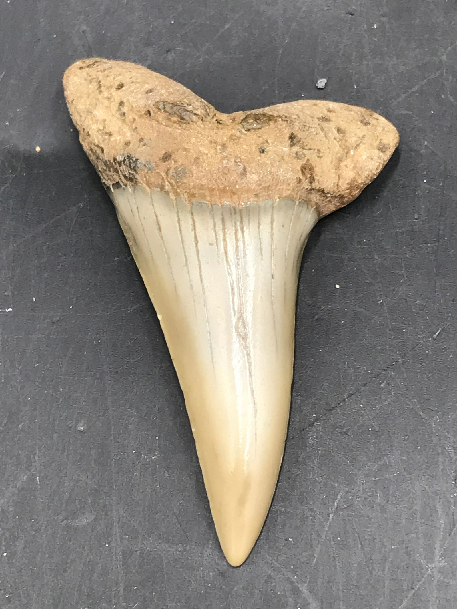 Fossil Shark Tooth: Mako (1 of 4)