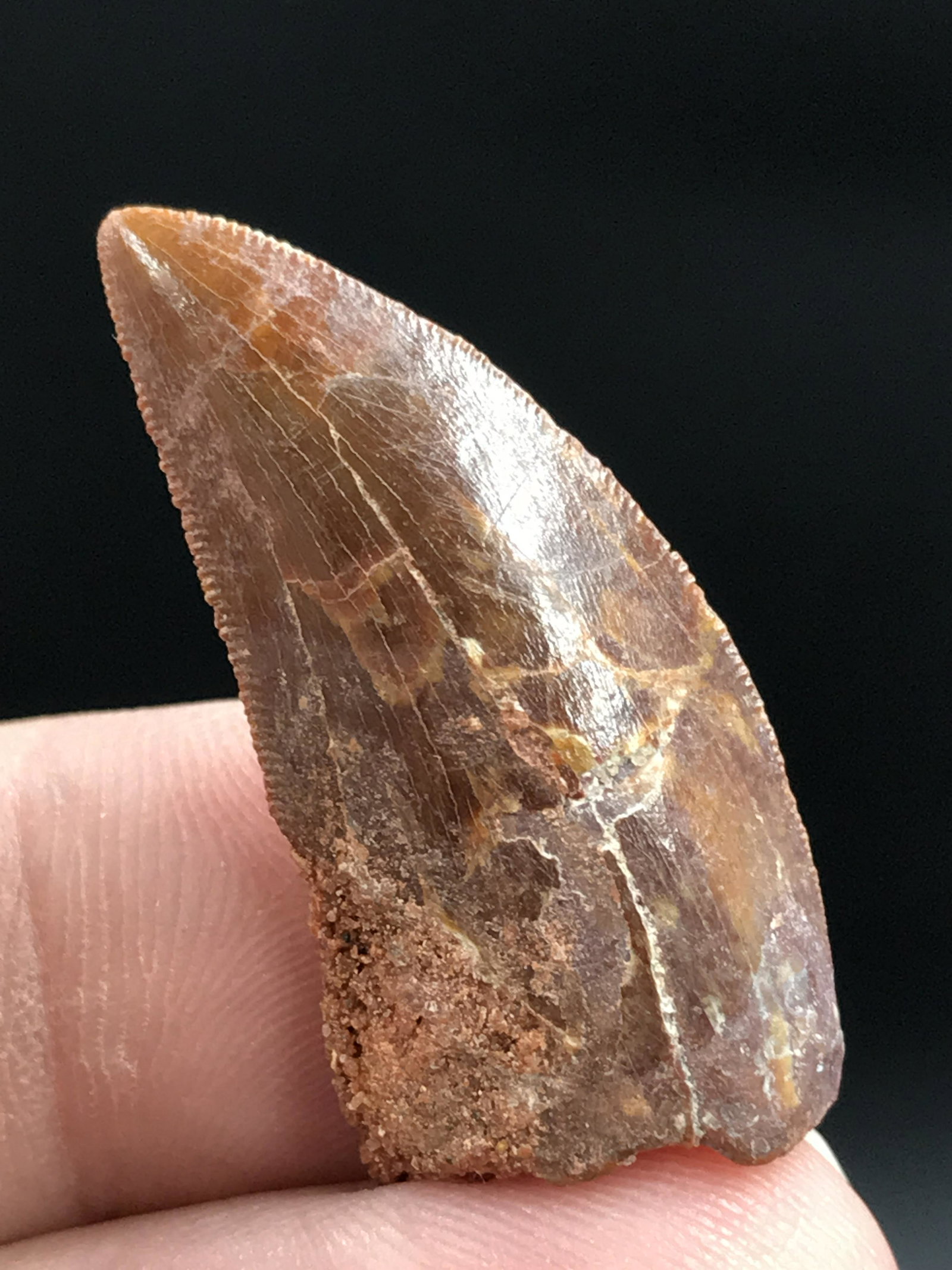 Fossil Dinosaur Tooth: Carcharodontosaurus (1 of 4)