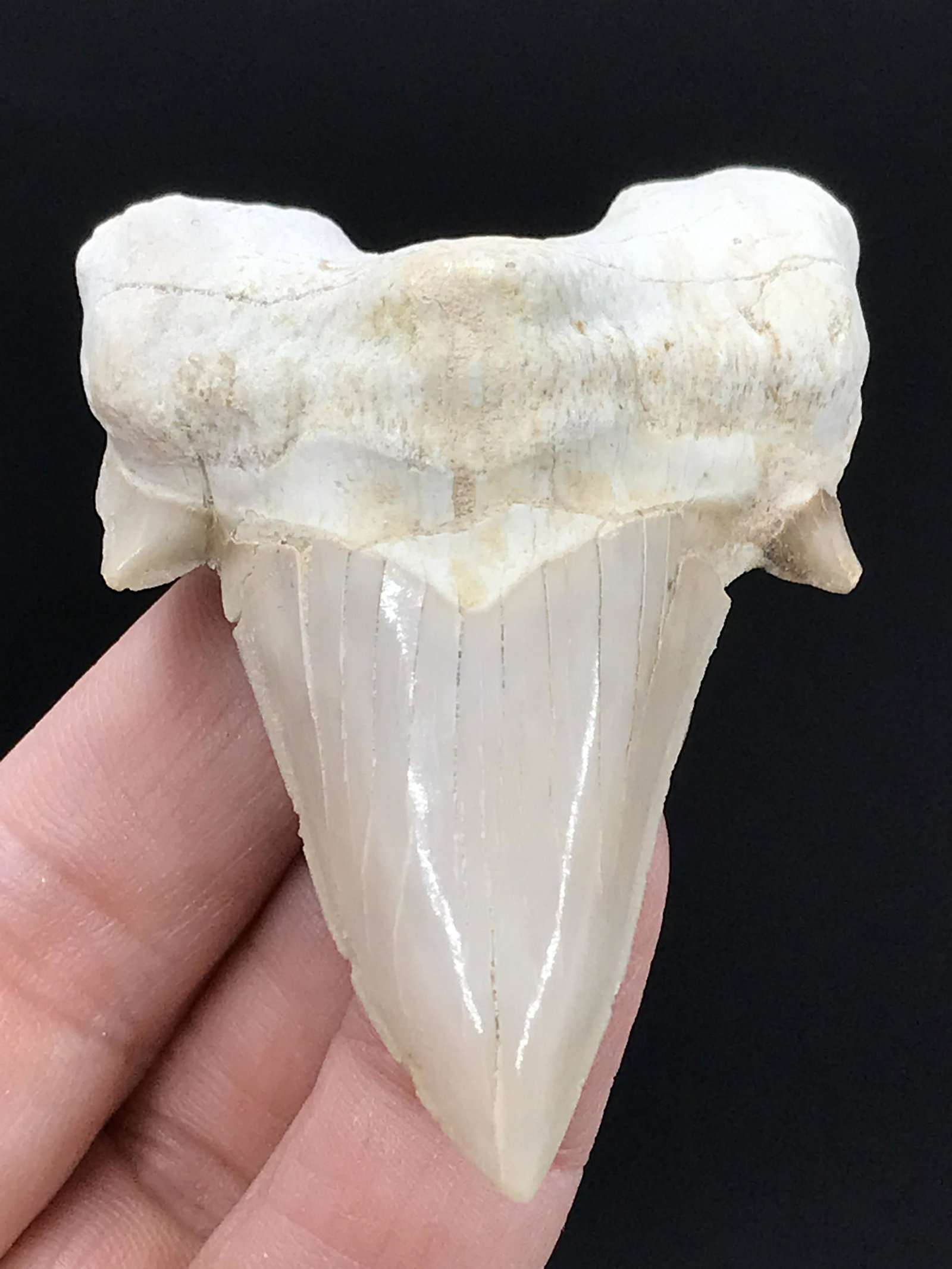 Fossil Shark Tooth: Otodus Obliques (1 of 4)