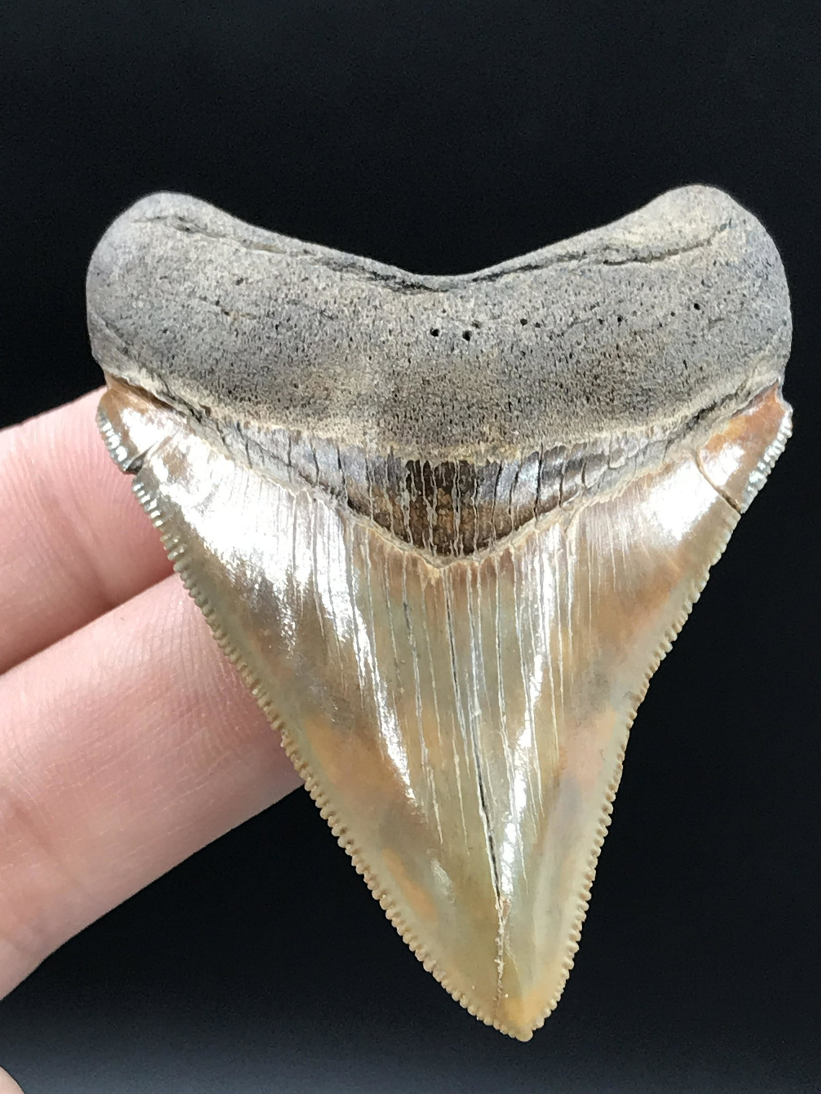 Fossil Shark Tooth: Ogodus Megalodon (1 of 4)