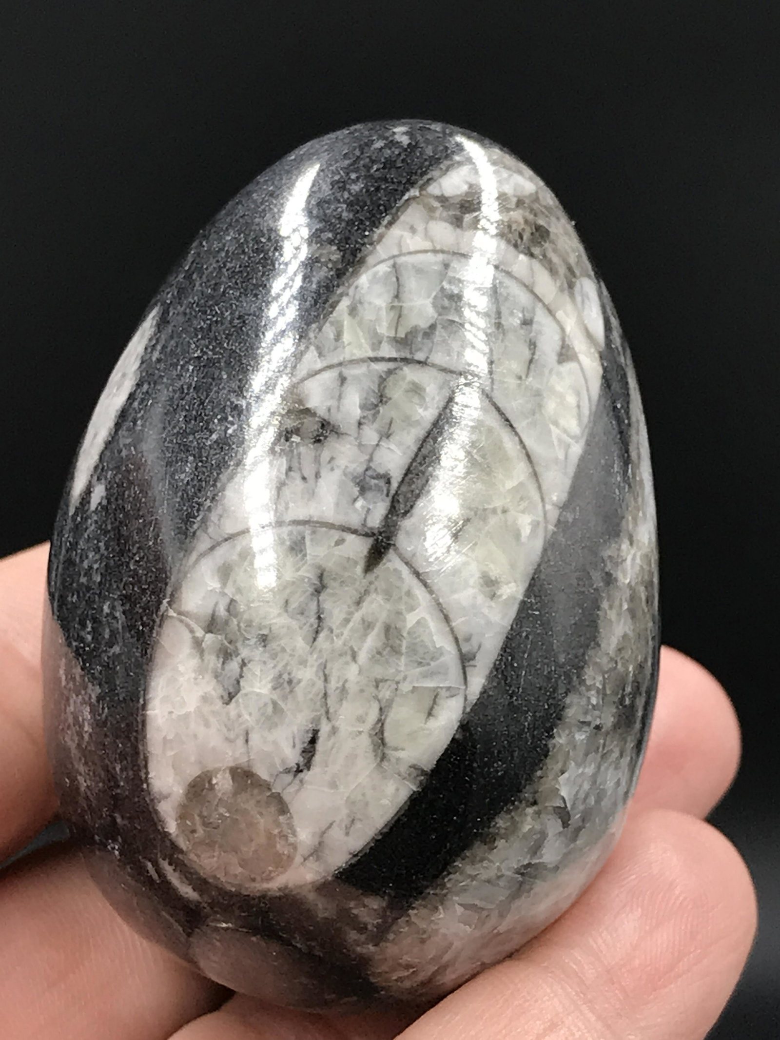 Orthoceras Marble Egg: Orthoceras Marble Egg