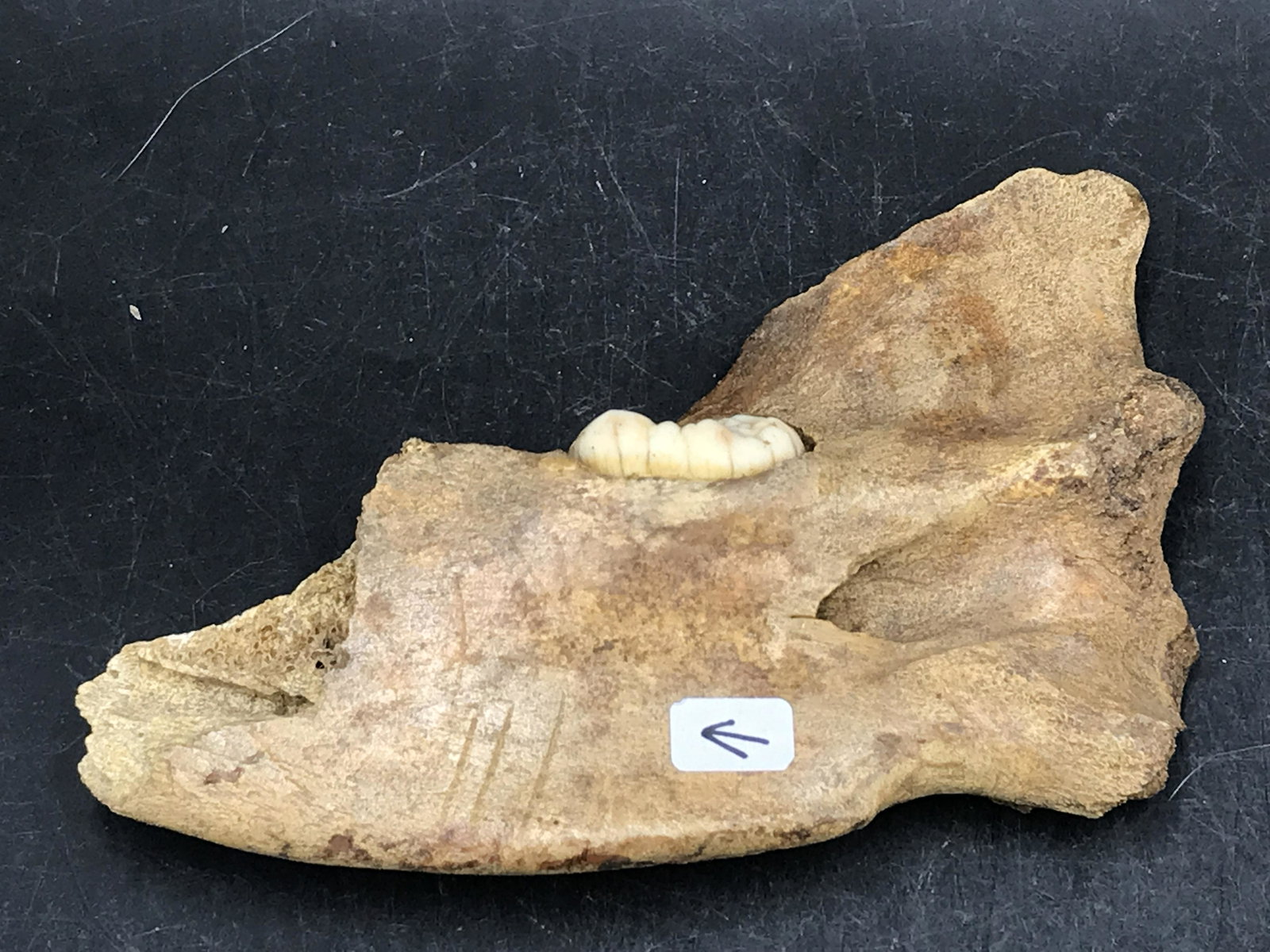 Fossil Cave Bear Tooth/Jaw Ursus spaleous with Bite or Cut Marks (1 of 5)