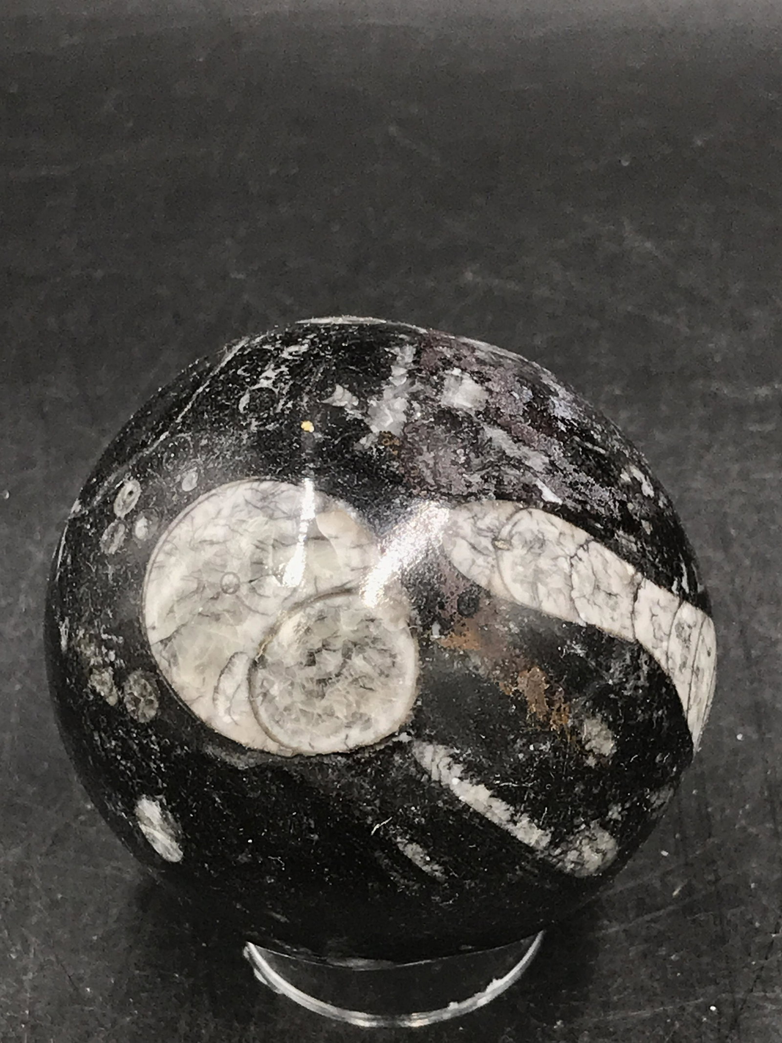 Orthoceras/Marble Sphere: Orthoceras/Marble Sphere Morocco