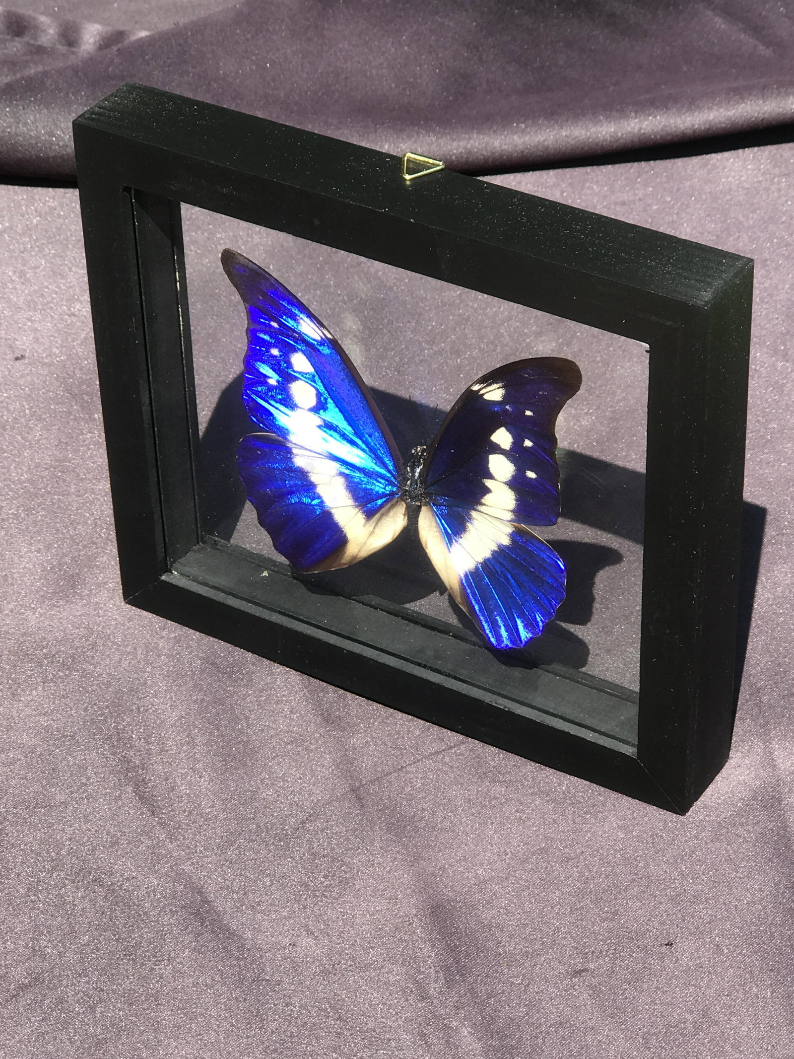 Framed Butterfly (1 of 4)