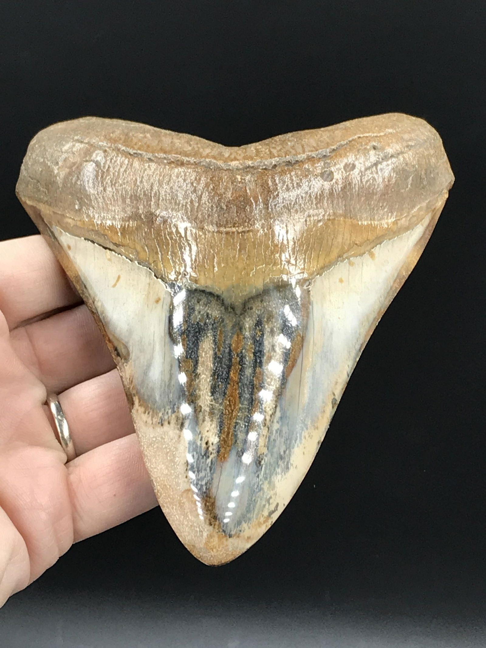Polished Fossil Shark Tooth: Megalodon (1 of 4)