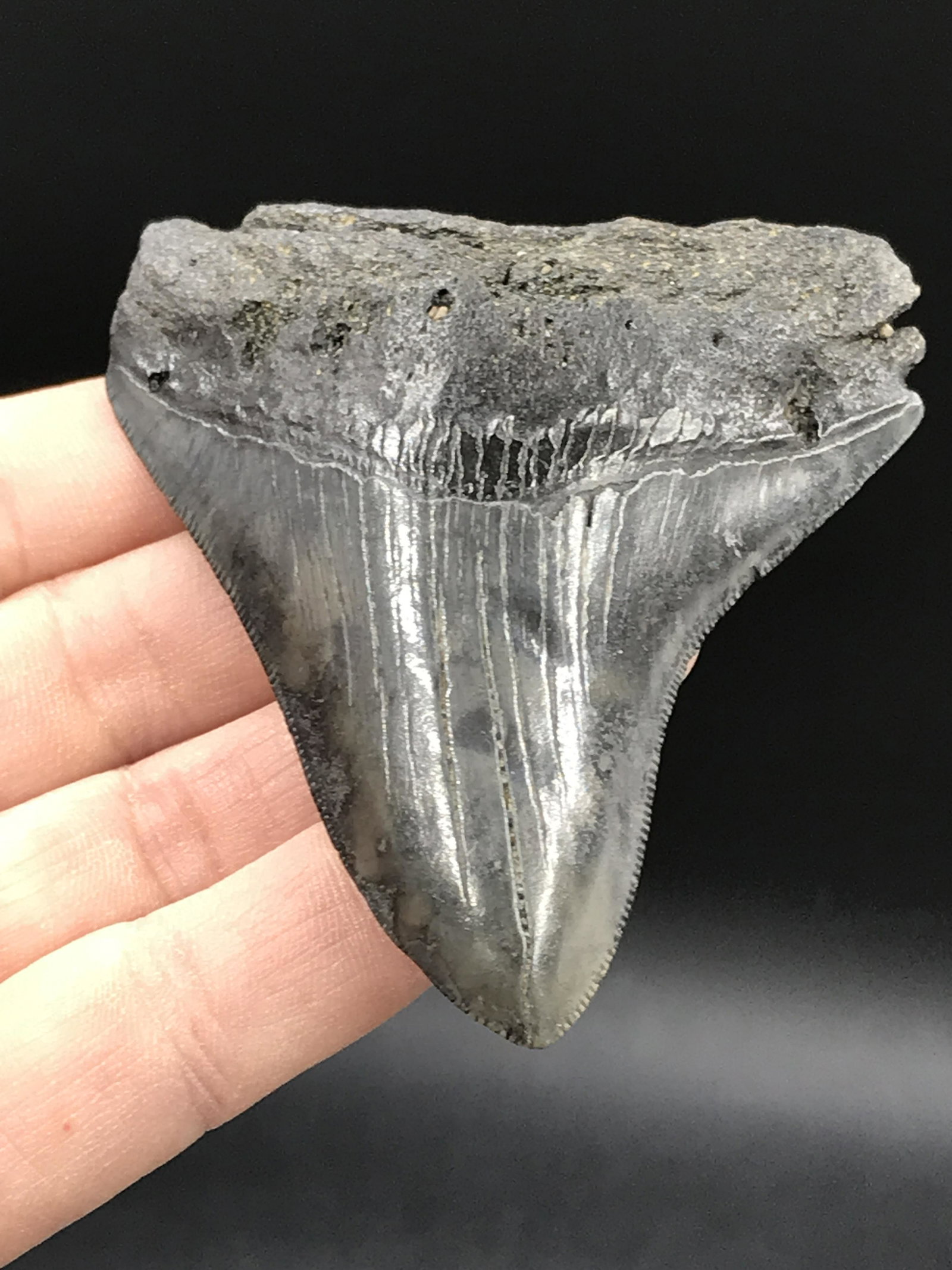 Fossil Shark Tooth: Megalodon: Fossil Shark Tooth Megalodon South Carolina 3.1"