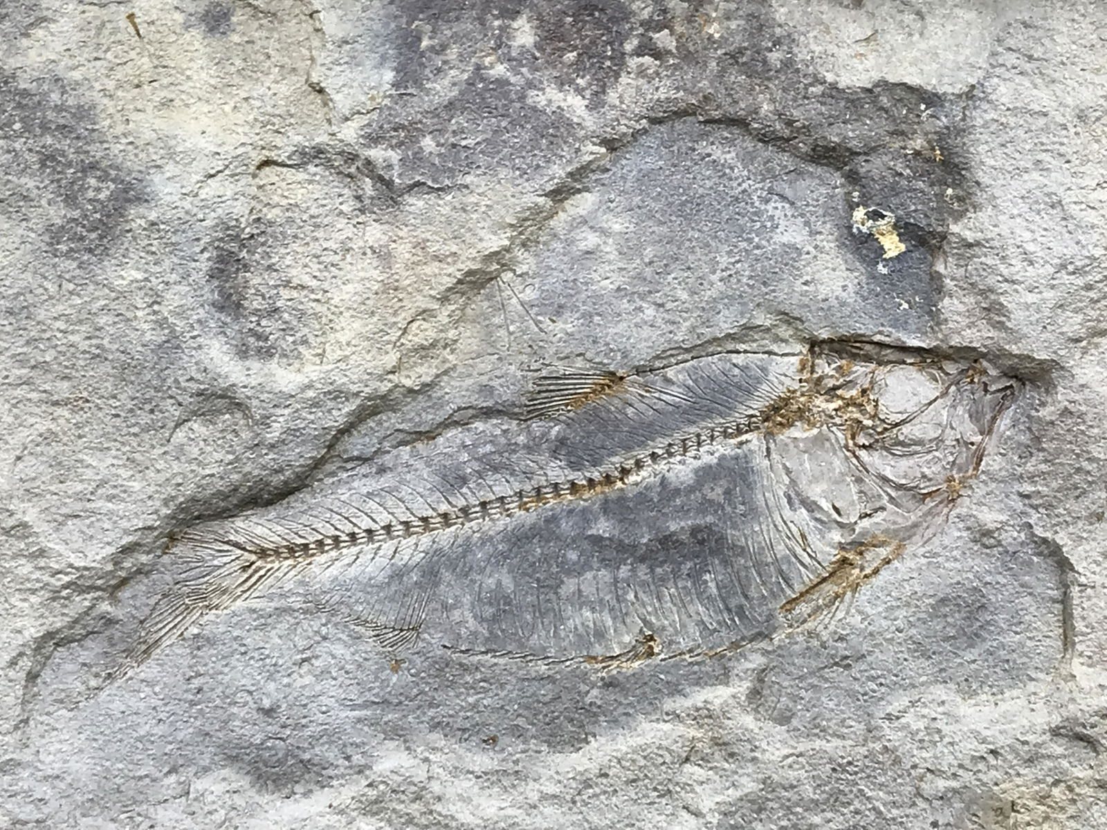 Framed Fossil Fish (1 of 4)