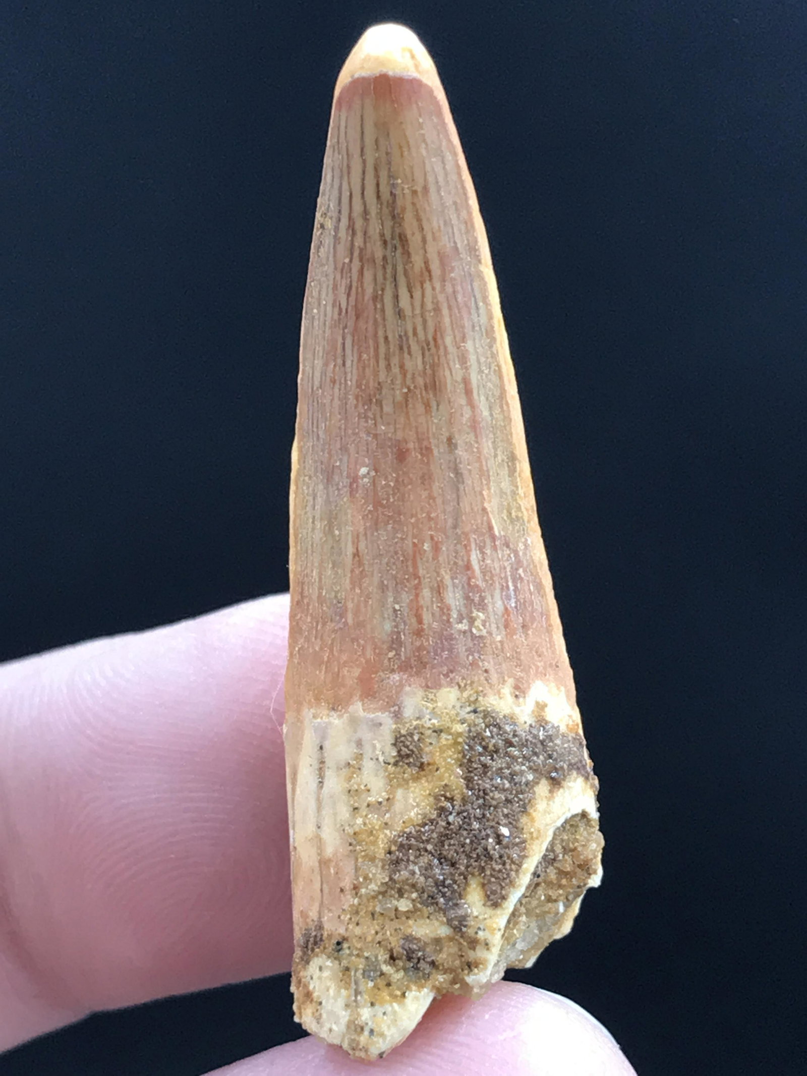 Fossil Dinosaur Tooth: Spinosaur: Fossil Tooth Spinosaurus Morocco 1.5"