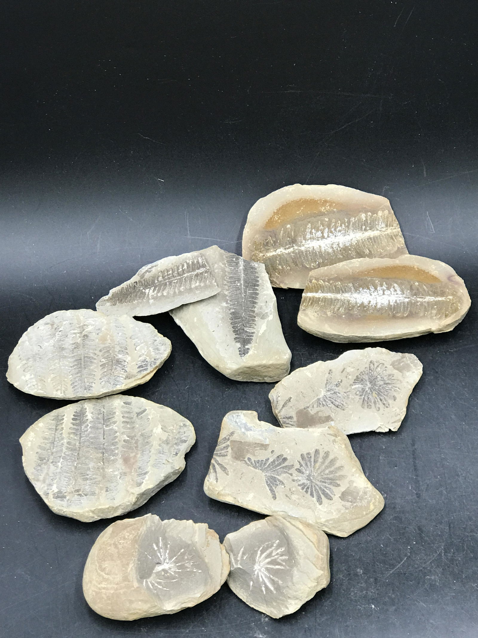 Fossil Ferns (1 of 4)