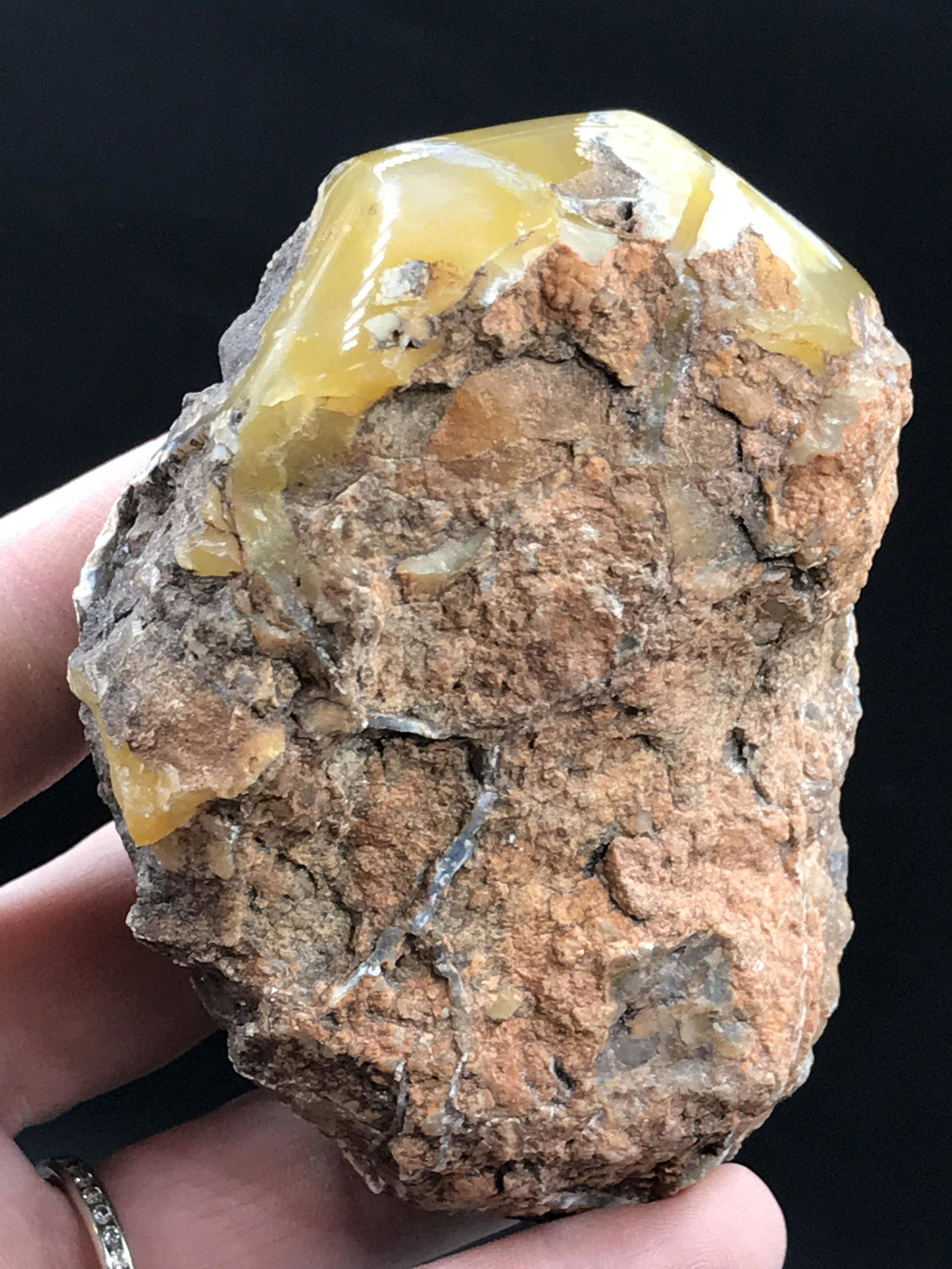 Coprolite with Polished Face: Coprolite (Fossil Dino Dung) with Polished Faces 11oz