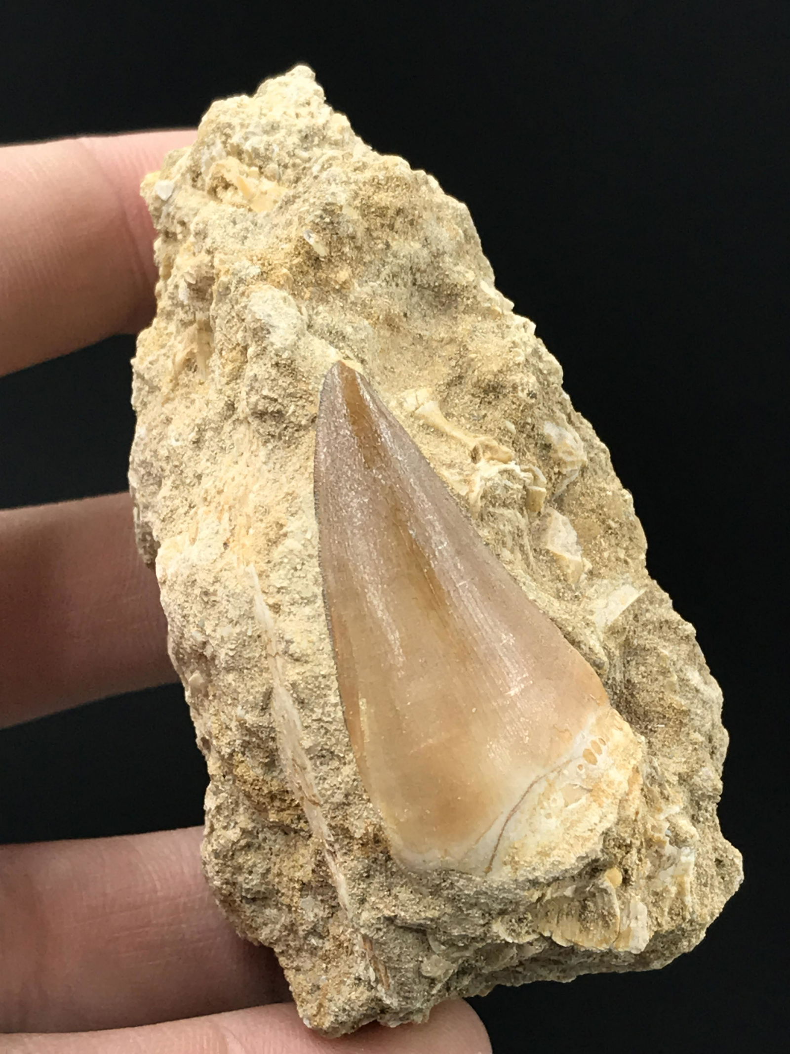 Fossil Tooth: Mososaur in Matrix: Fossil Tooth Mosasaur in Matrix Morocco