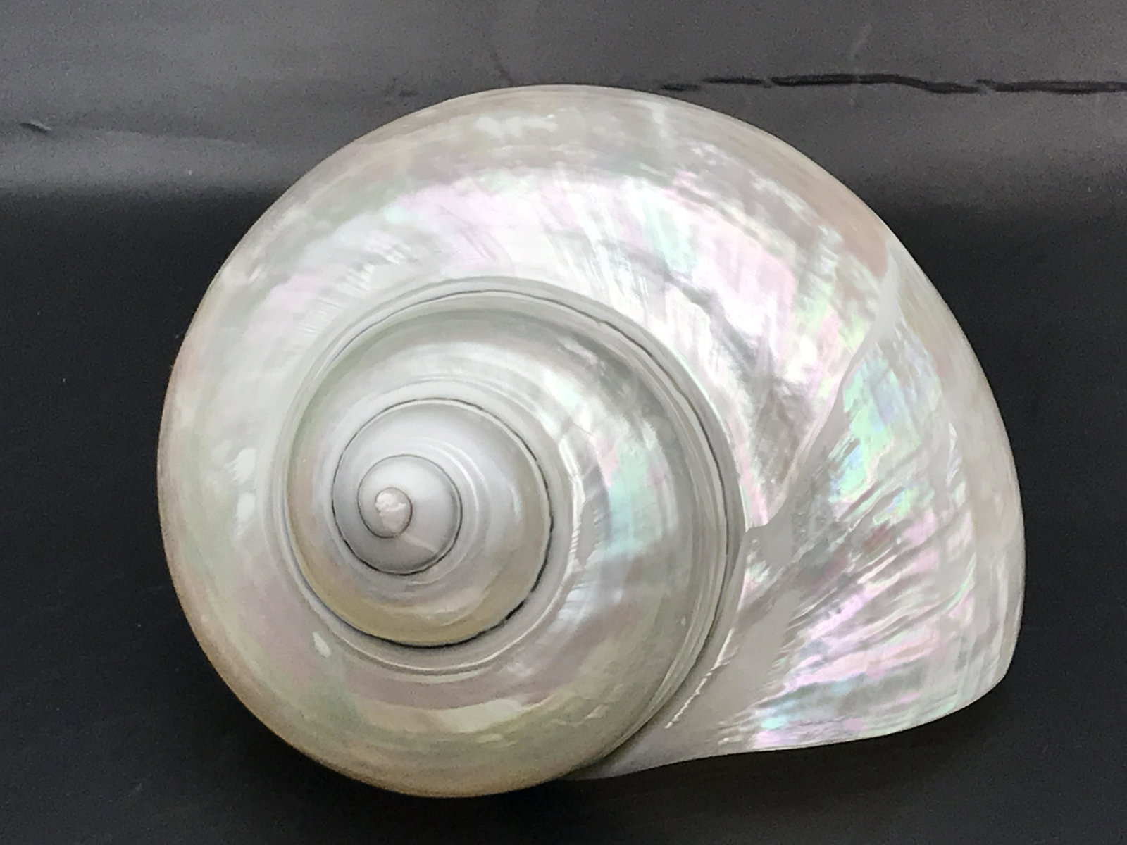 Seashell: Pearl Turbo (1 of 4)