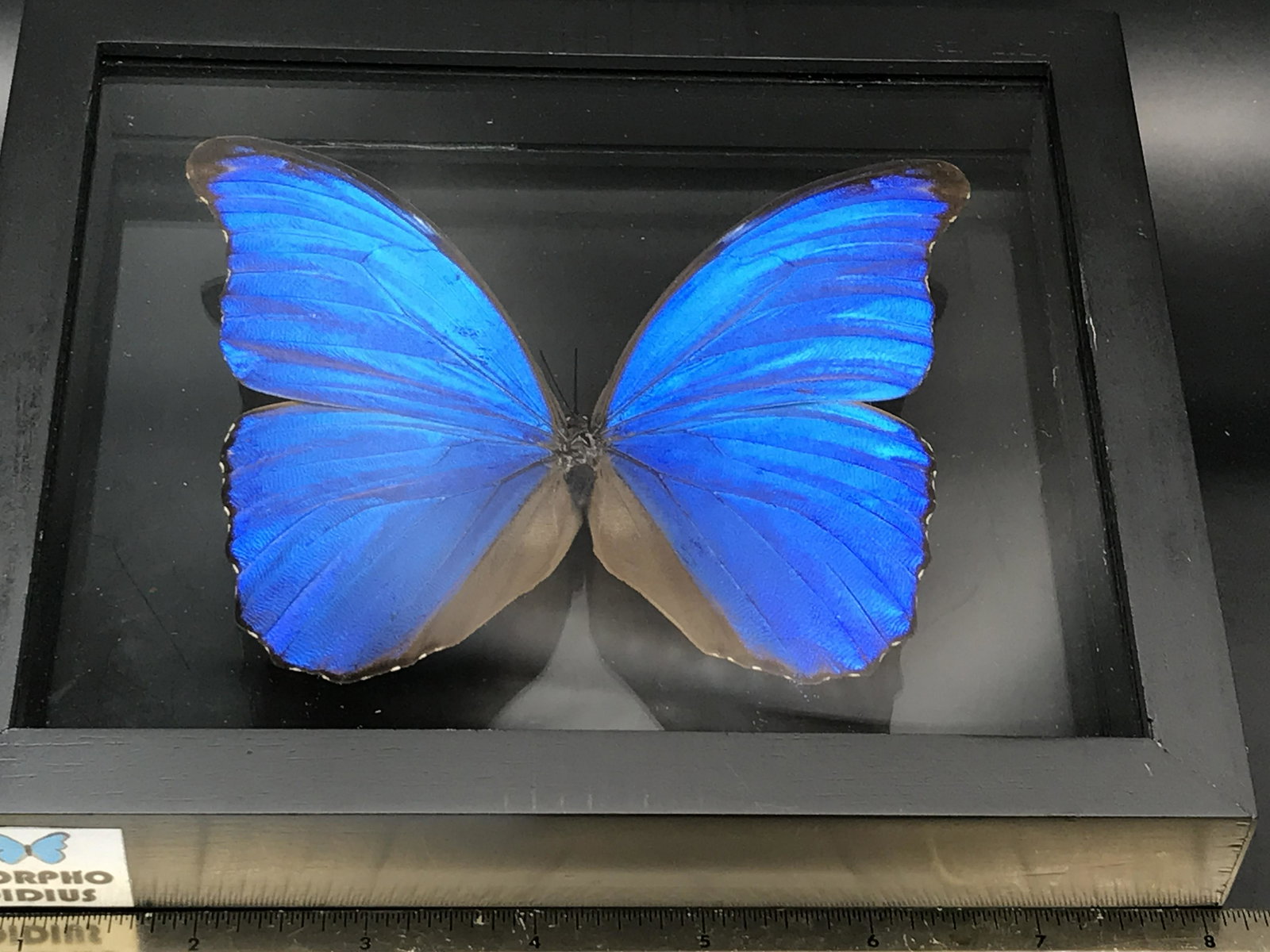 Framed Butterfly (1 of 4)