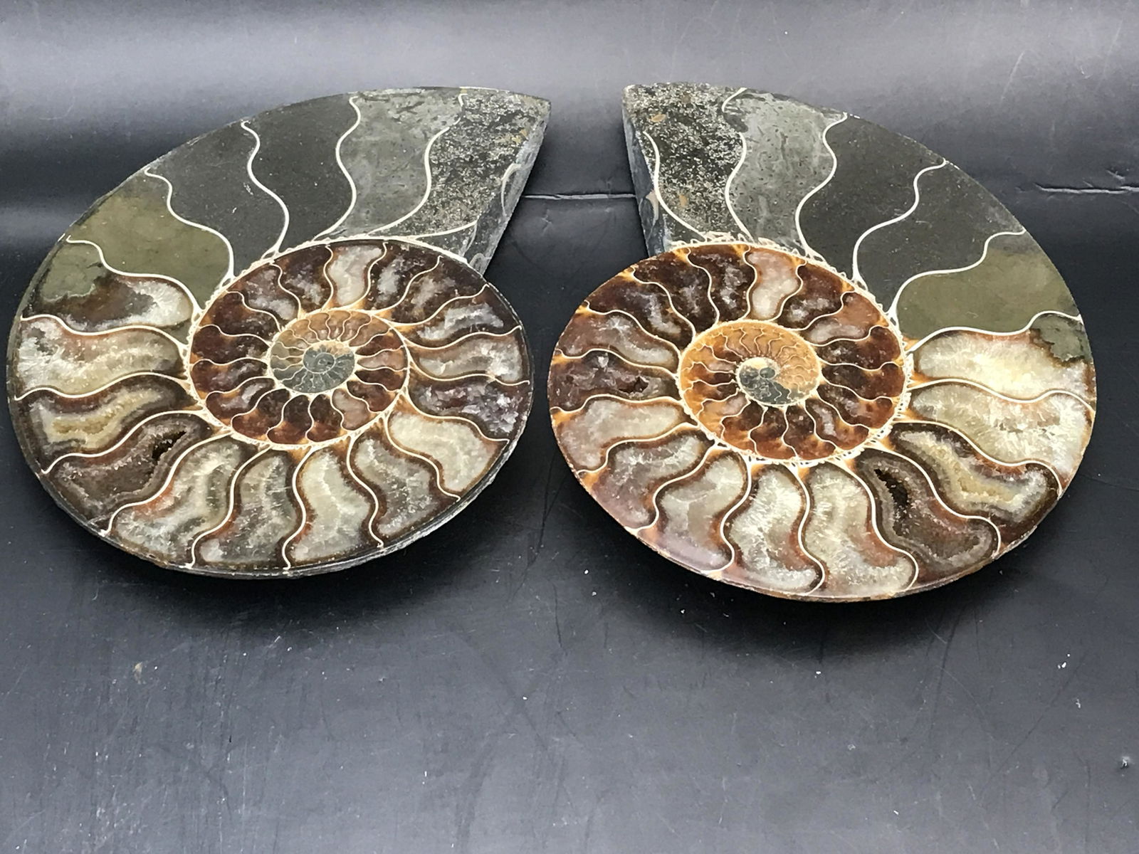 Fossil Ammonite (1 of 4)