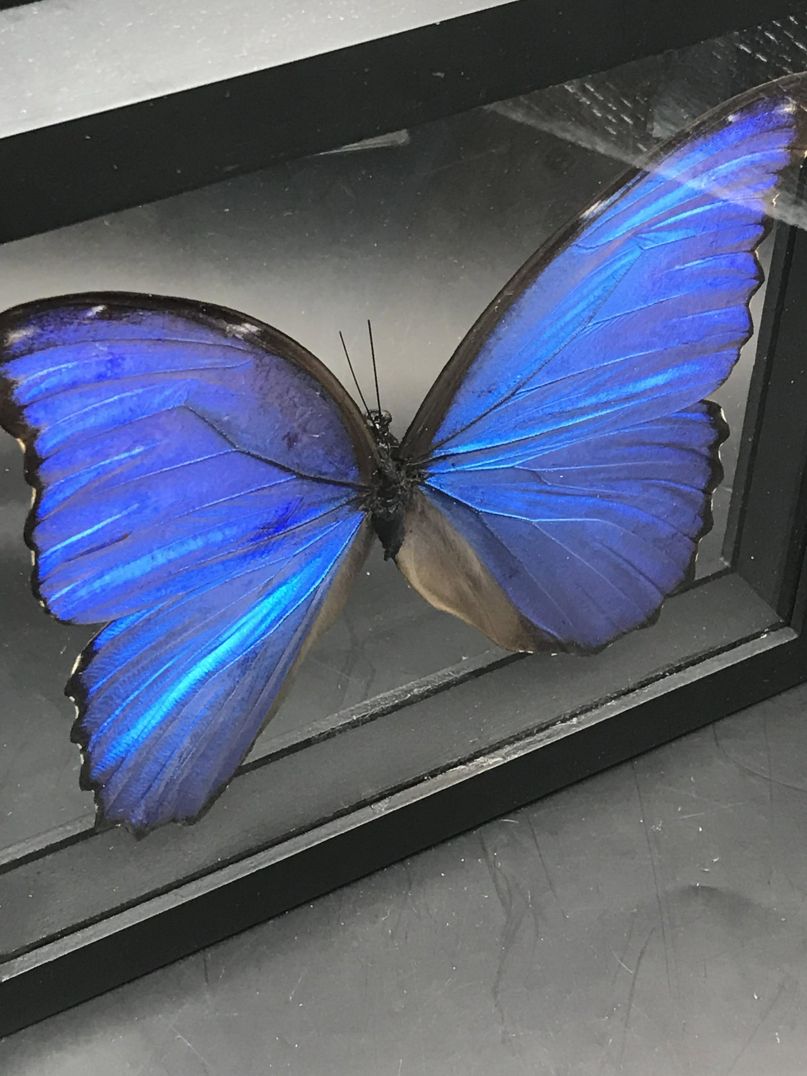 Framed Butterfly (1 of 4)