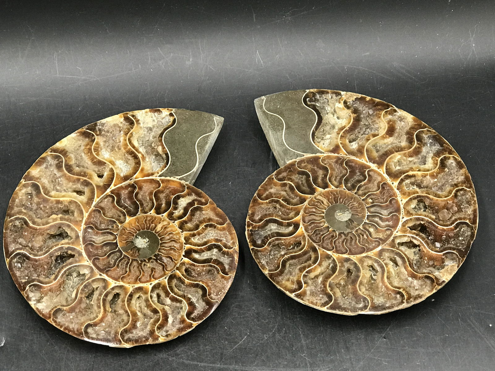 Fossil Ammonite (1 of 4)