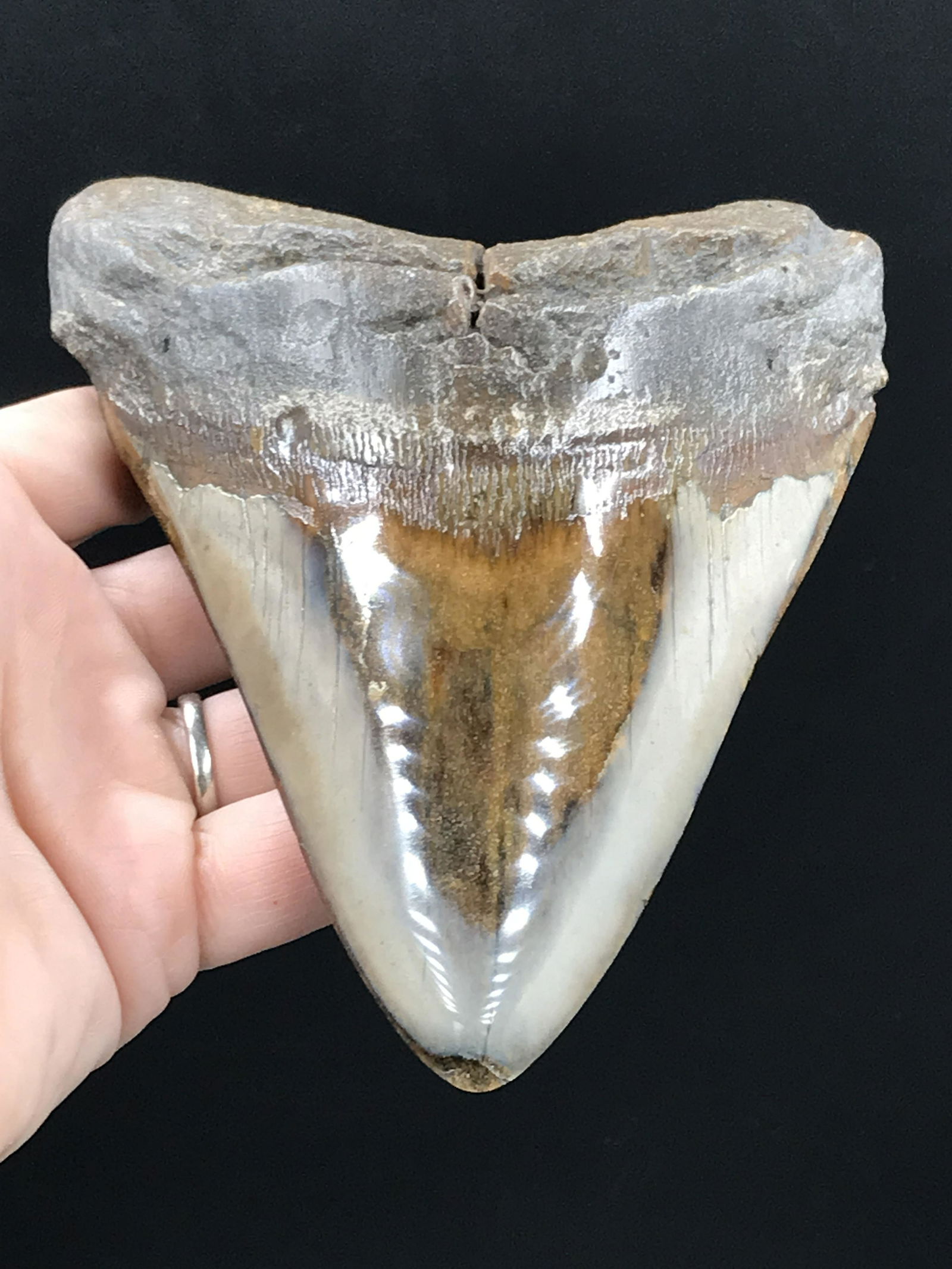 Fossil Shark Tooth: Megalodon: Fossil Shark Tooth Megalodon (Polished) 5.8"