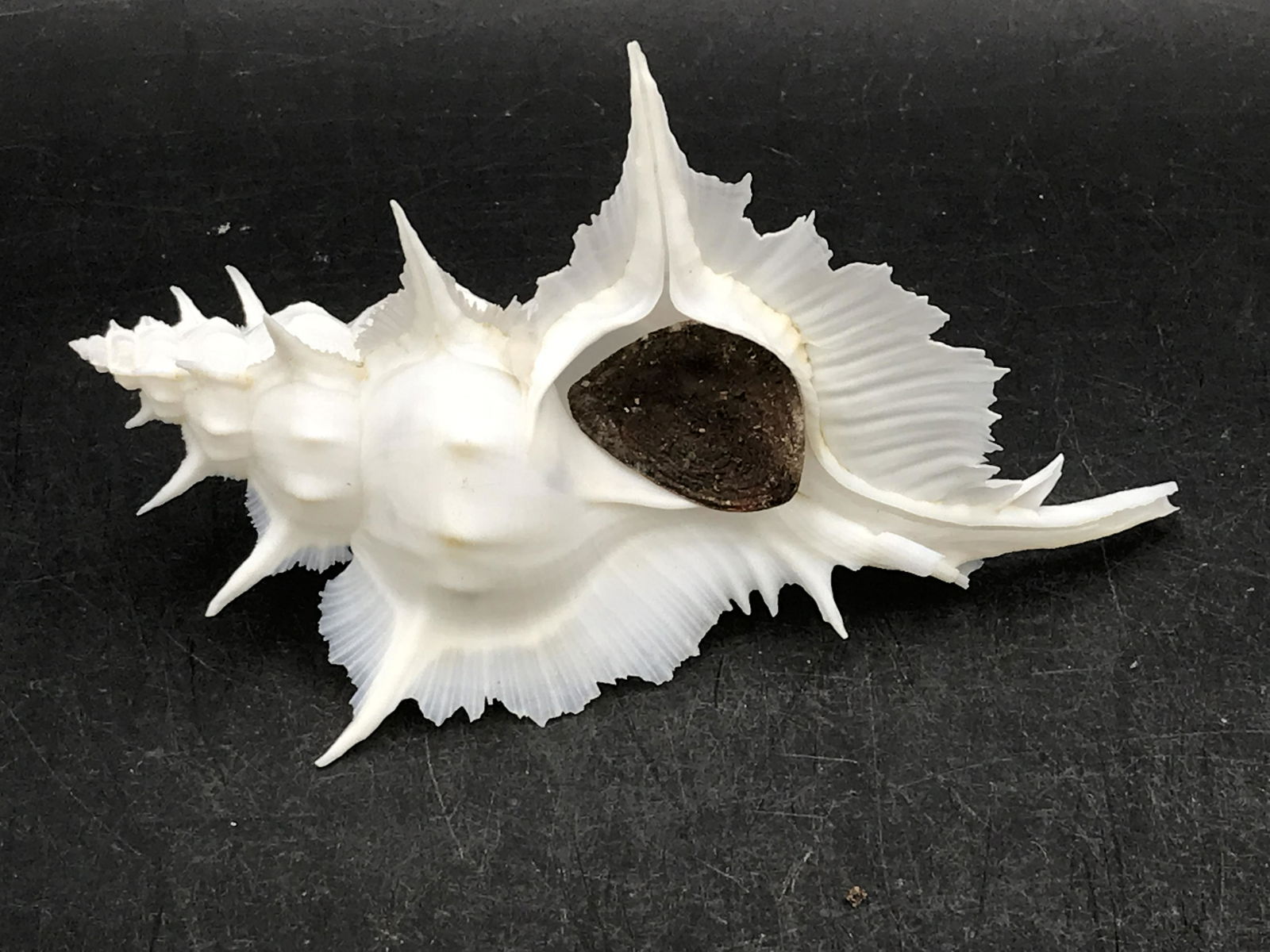 Seashel: Murex Alabaster (1 of 4)