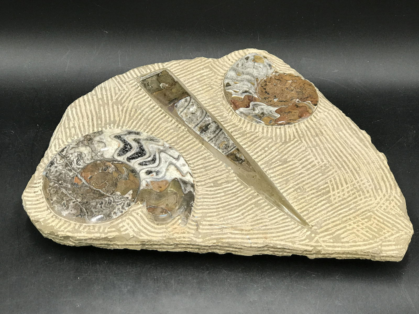 Brown Orthoceras with Ammonites in Matrix: Polished Fossil Ammonites Brown Orthoceras Morocco