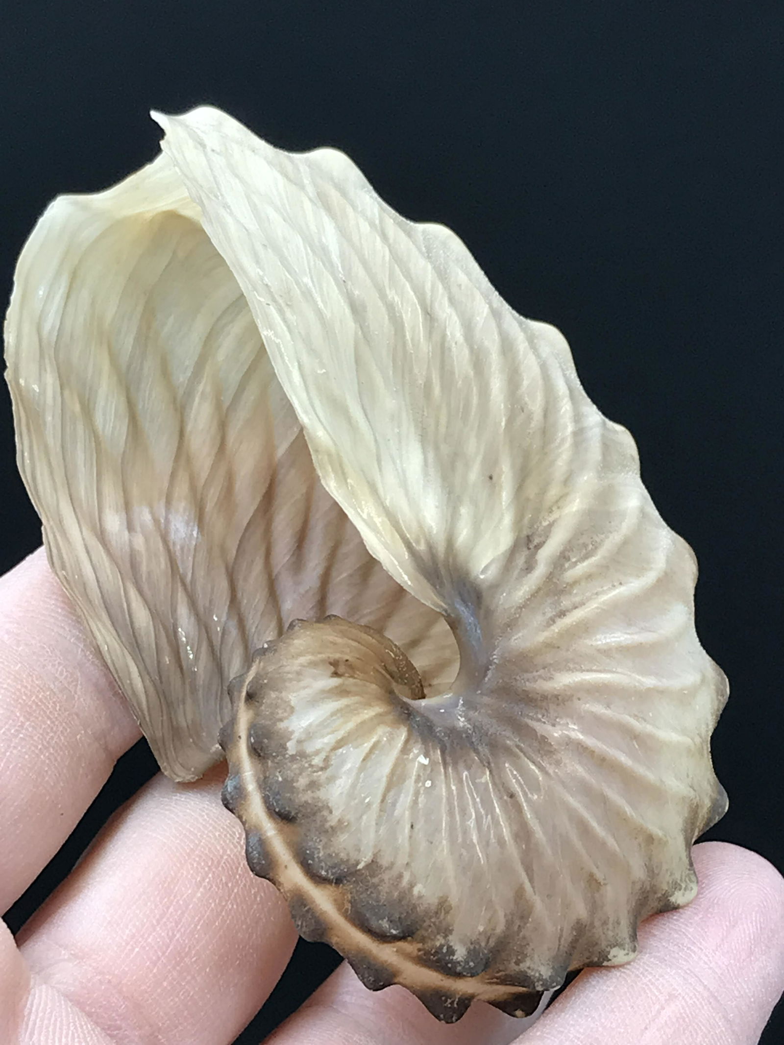 Seashell: Paper Nautilus (1 of 4)