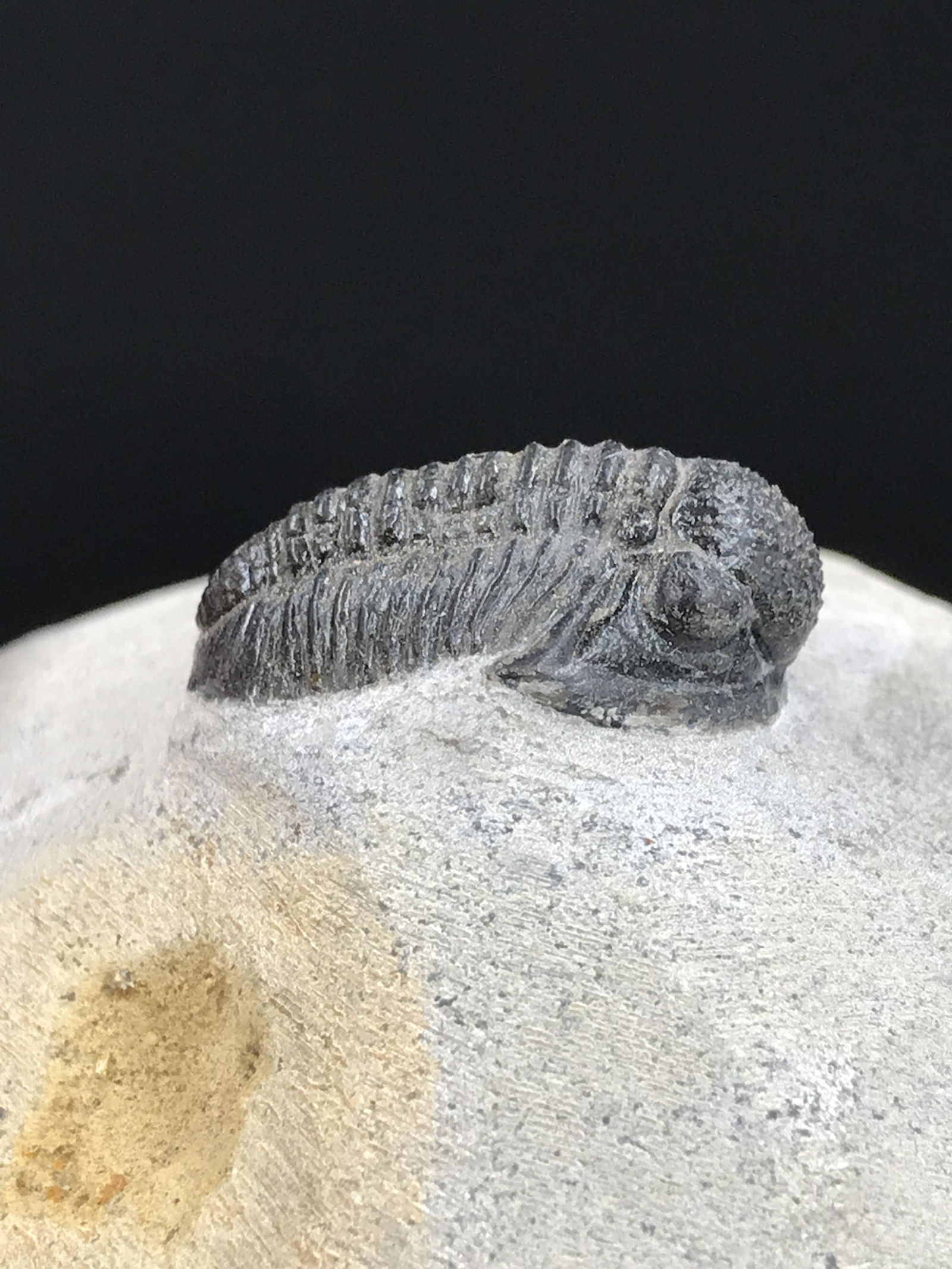 Fossil Trilobite: Proteus: Fossil Trilobite Proteus Granularus Morocco 2oz