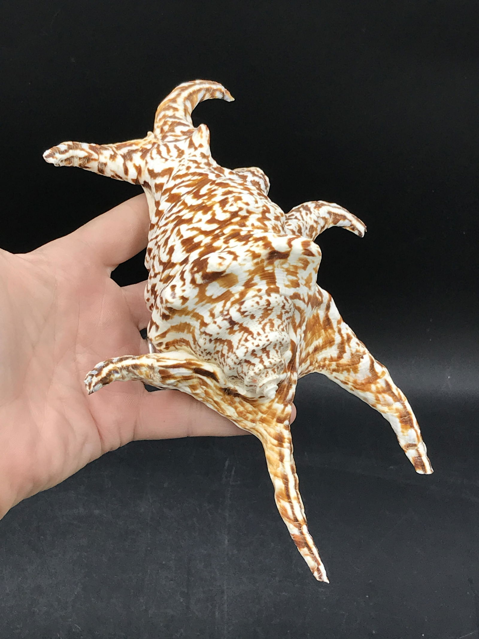 Seashell: Spider Conch (1 of 3)