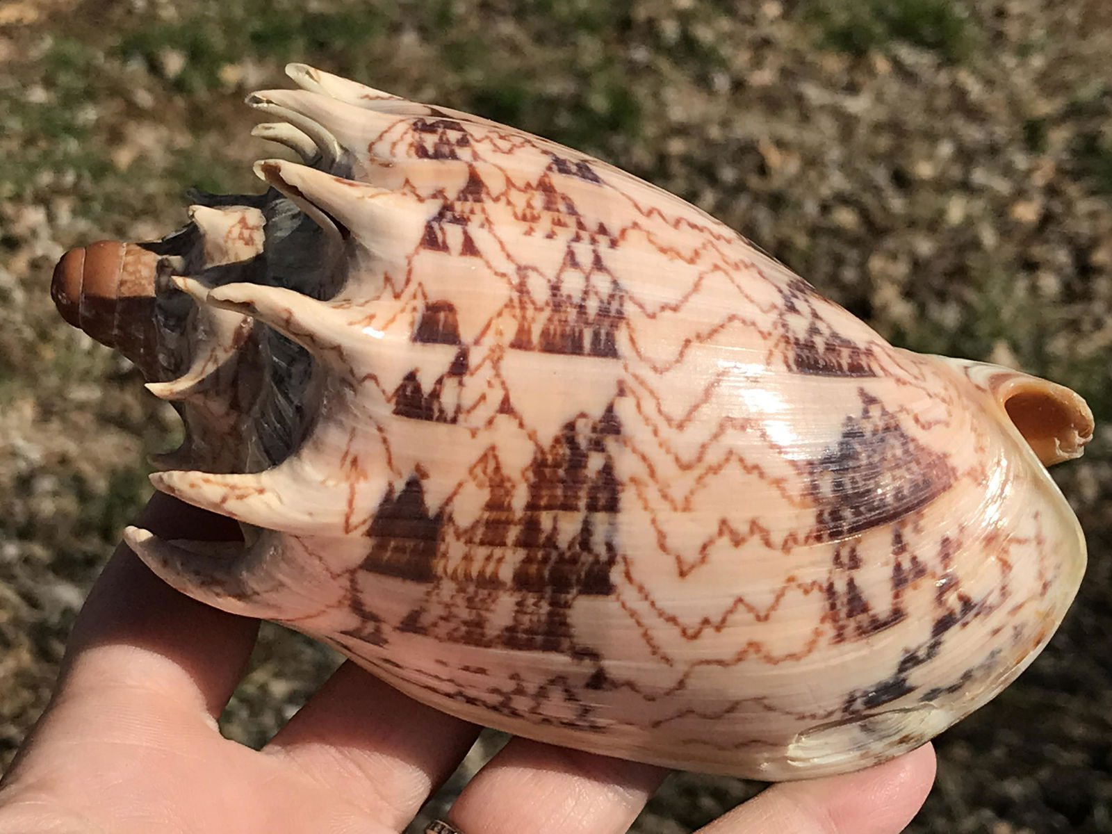 Seashell: Imperial Volute (1 of 5)