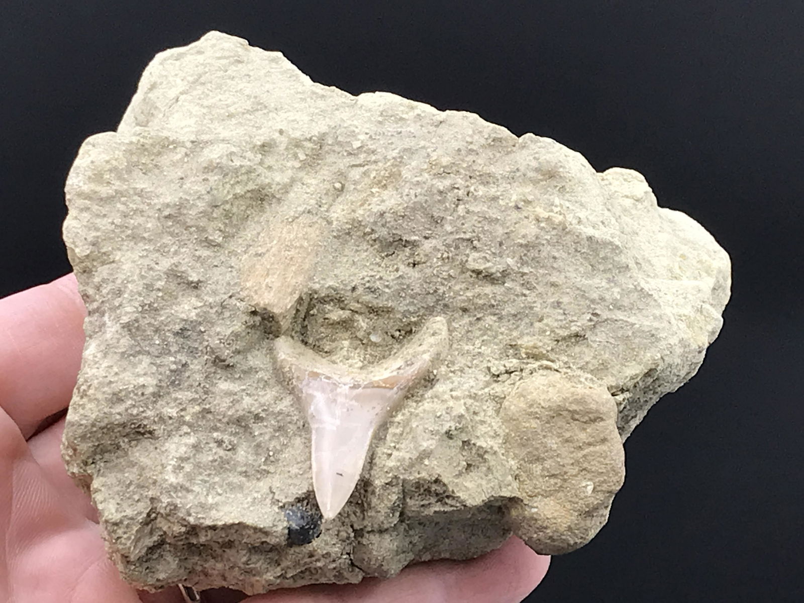 Fossil Shark Tooth: Mako: Fossil Mako Shark Tooth Isurus Bakersfield, CA 8oz