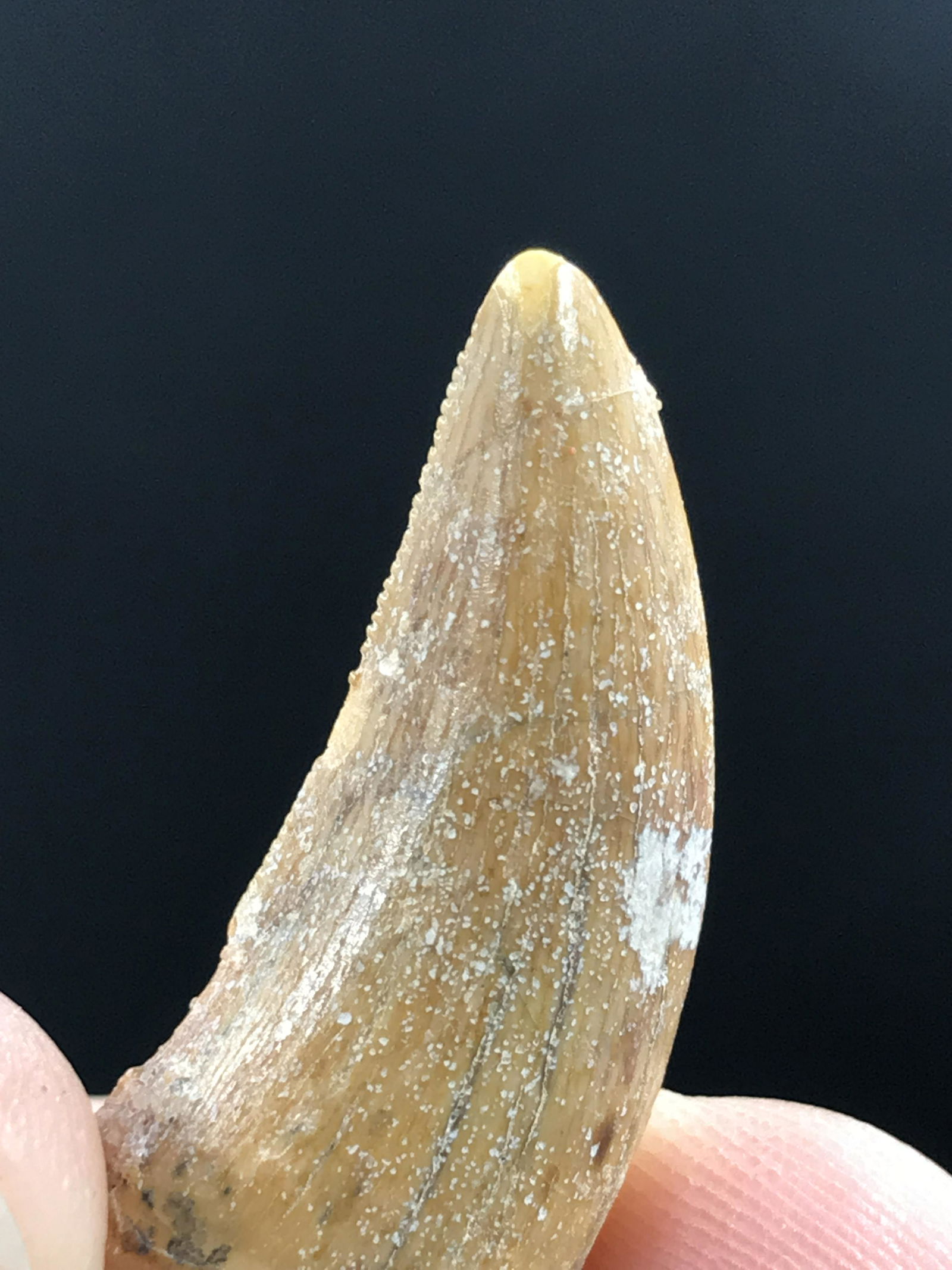 Fossil Dinosaur Tooth: Carcharodontosaurus: Fossil Dinosaur Tooth Carcharodontosaur Morocco 1.2"