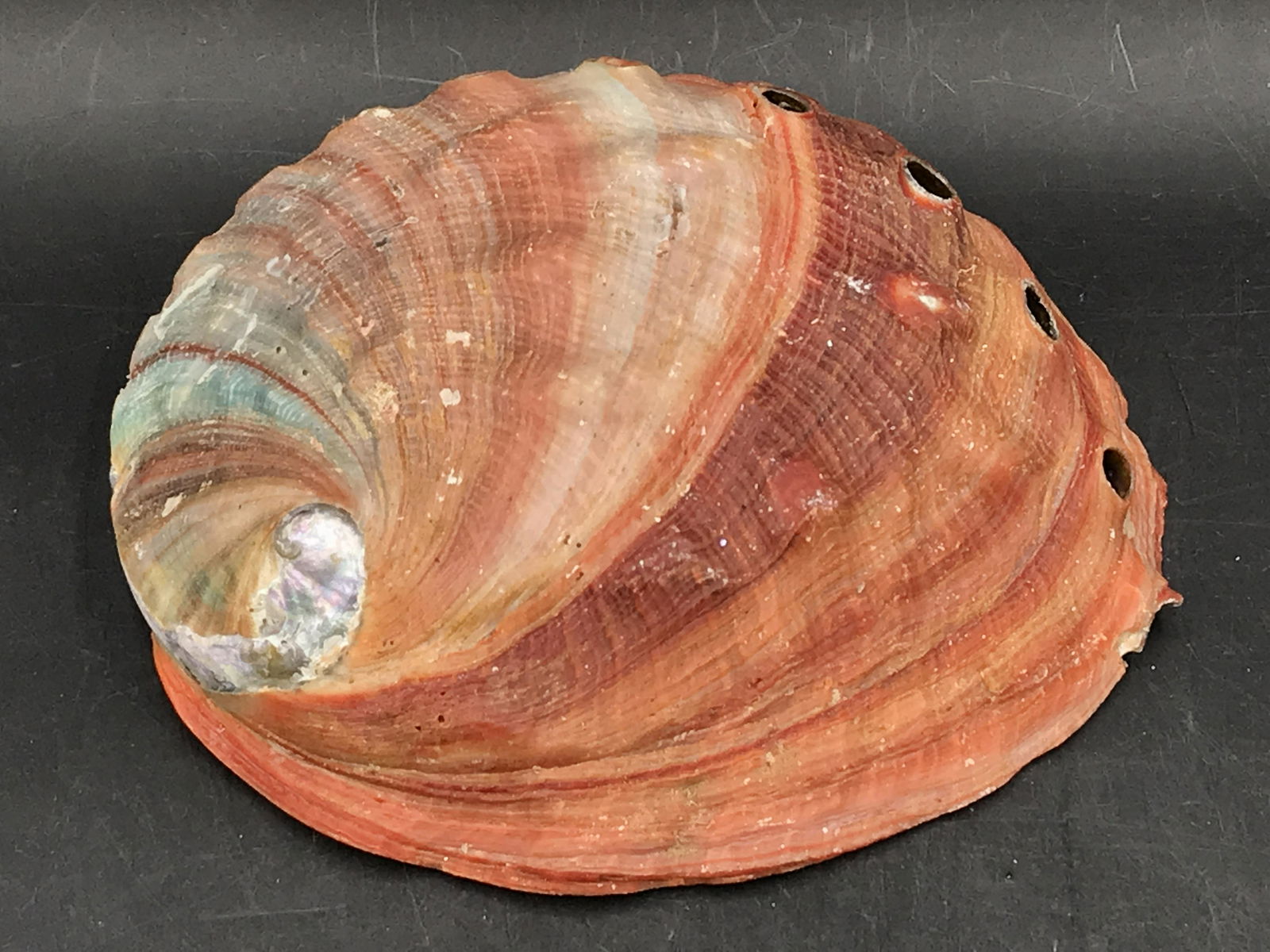 Seashell: Red Abalone: Seashell Red Abalone